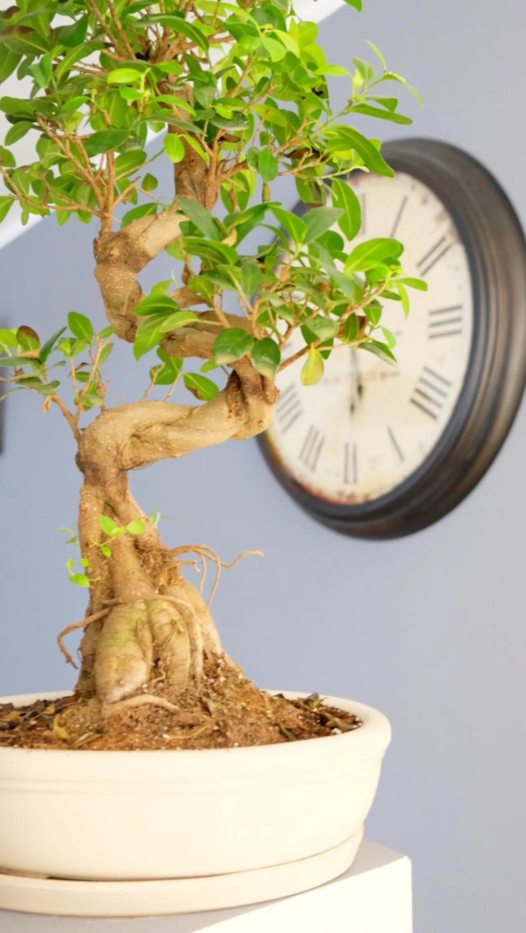 Decorative detail in B&B I 10 mondi