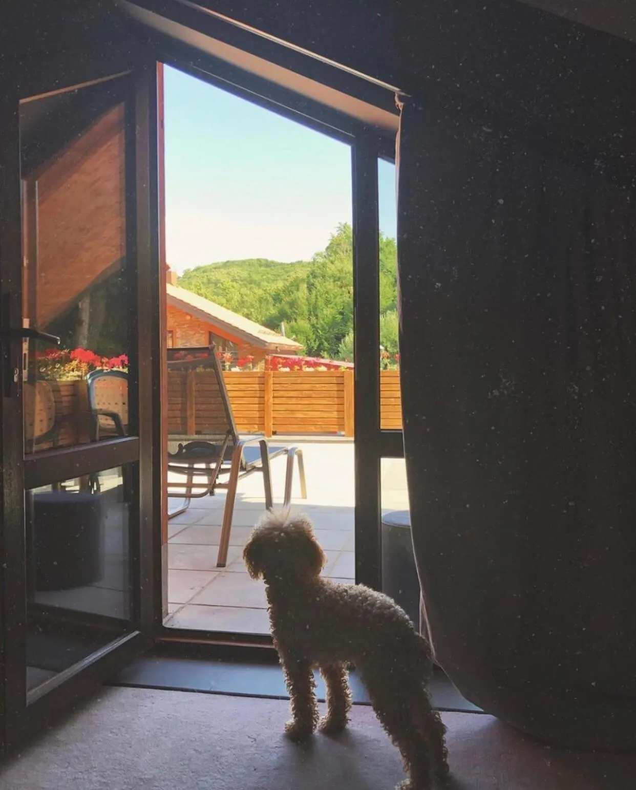 Pets in Teghenis Resort