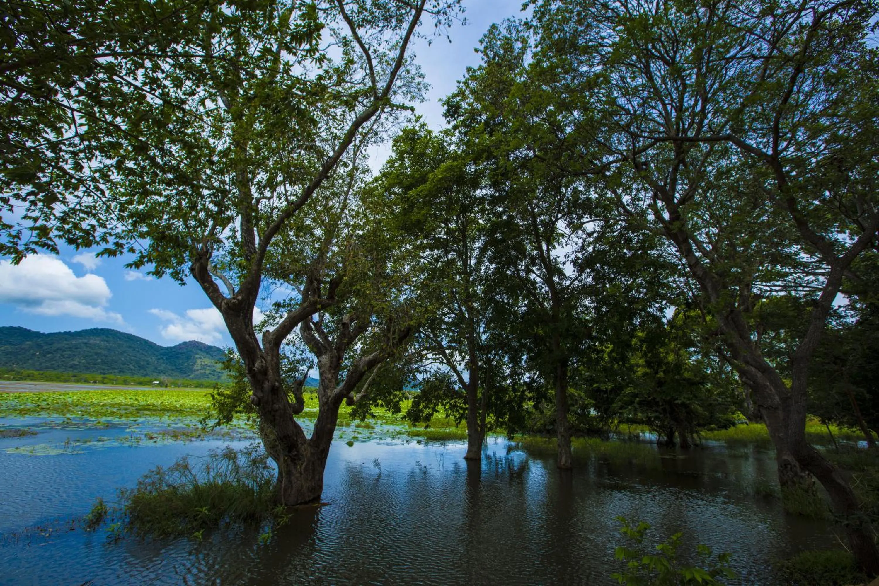 Natural landscape in Grand Tamarind Lake