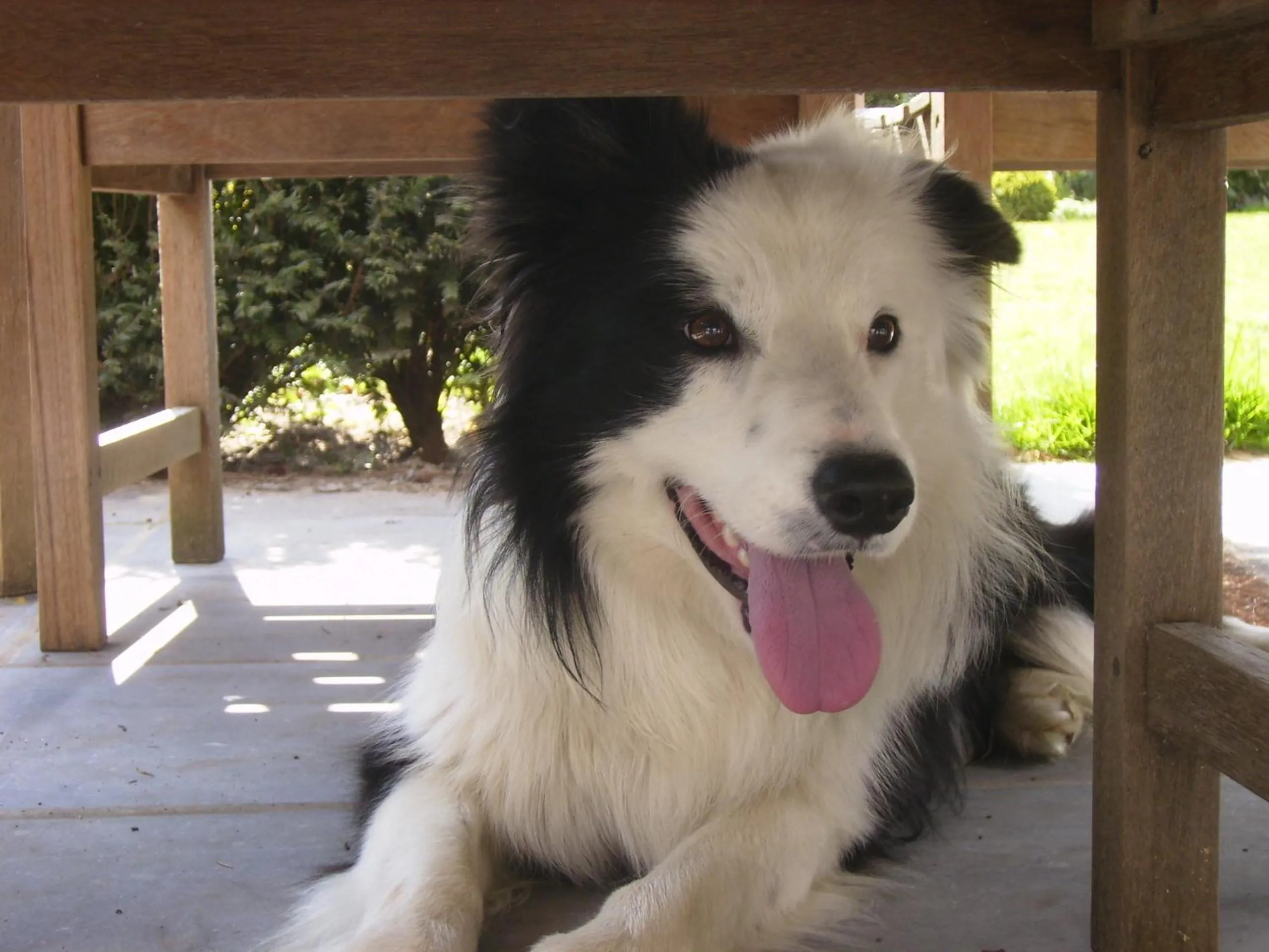 Pets in Gastenlogies Blauwe Schaap