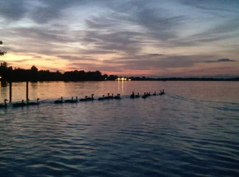 Animals in Bed & Bike De Hofstee