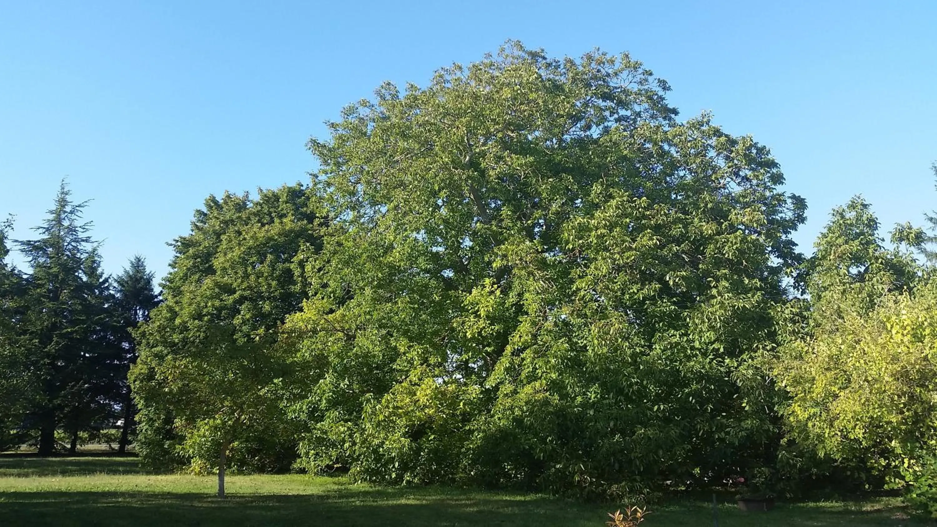 Natural landscape in Le Vieux Noyer