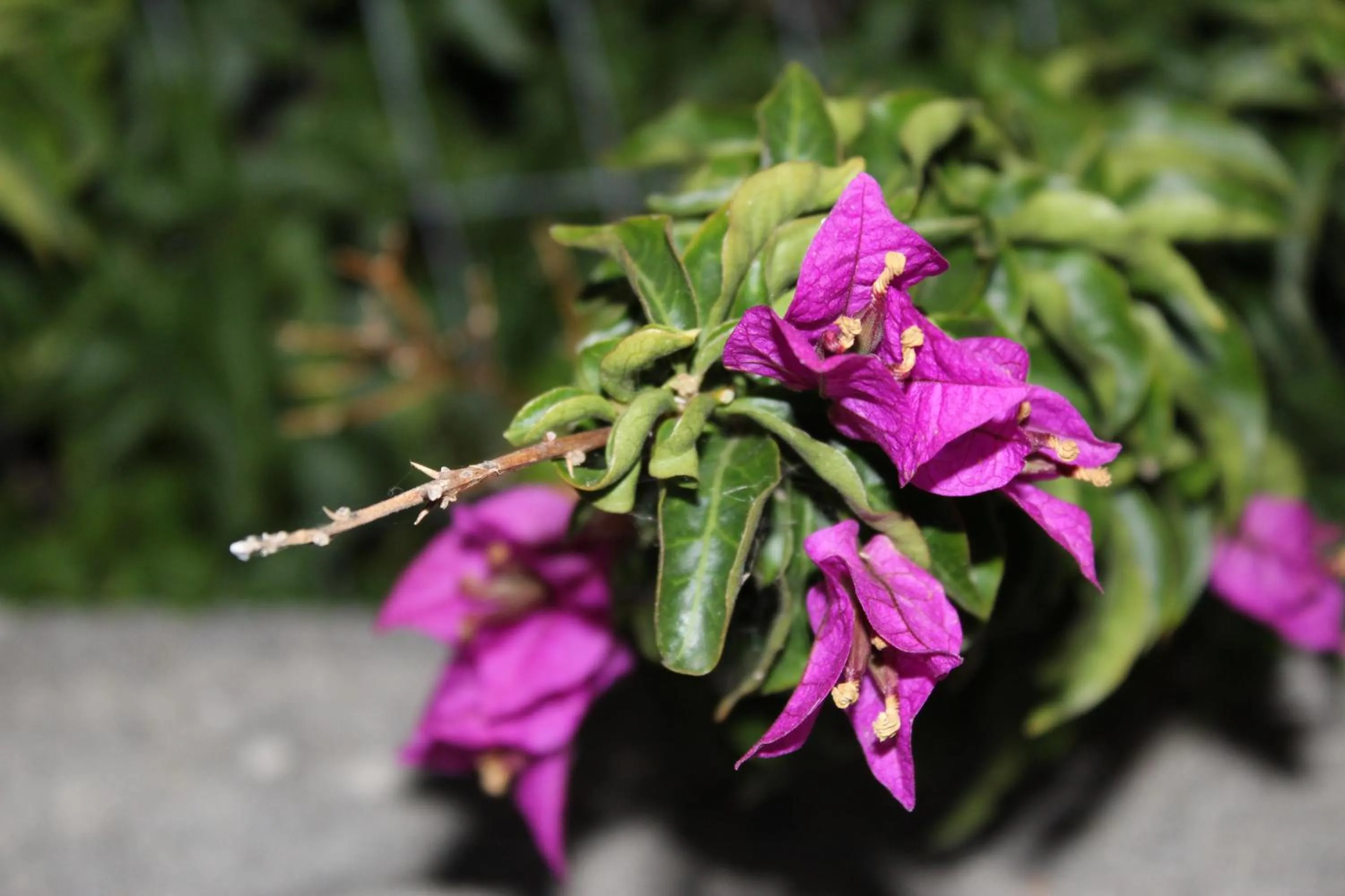 Spring in Villa Pedaci B&B