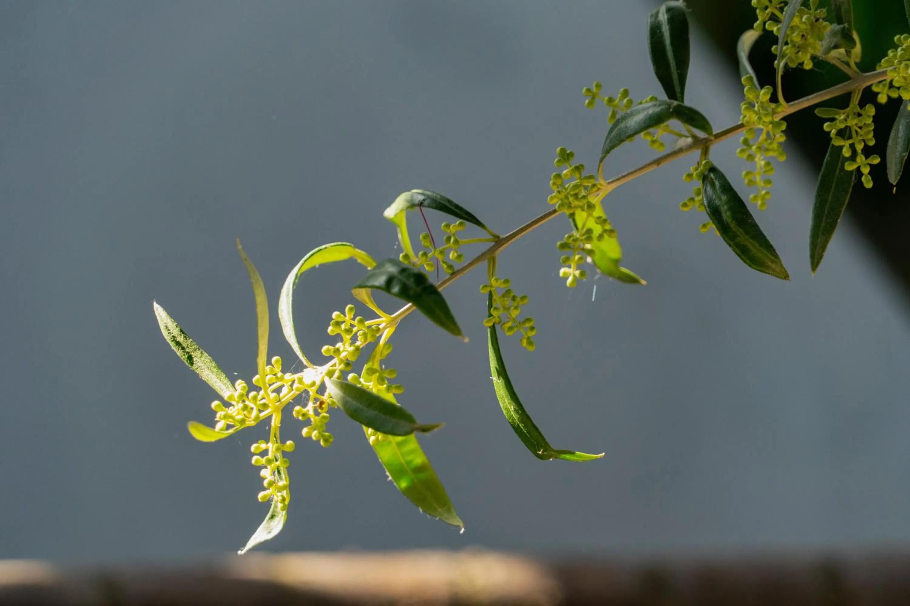 Edem Luxury Apartments