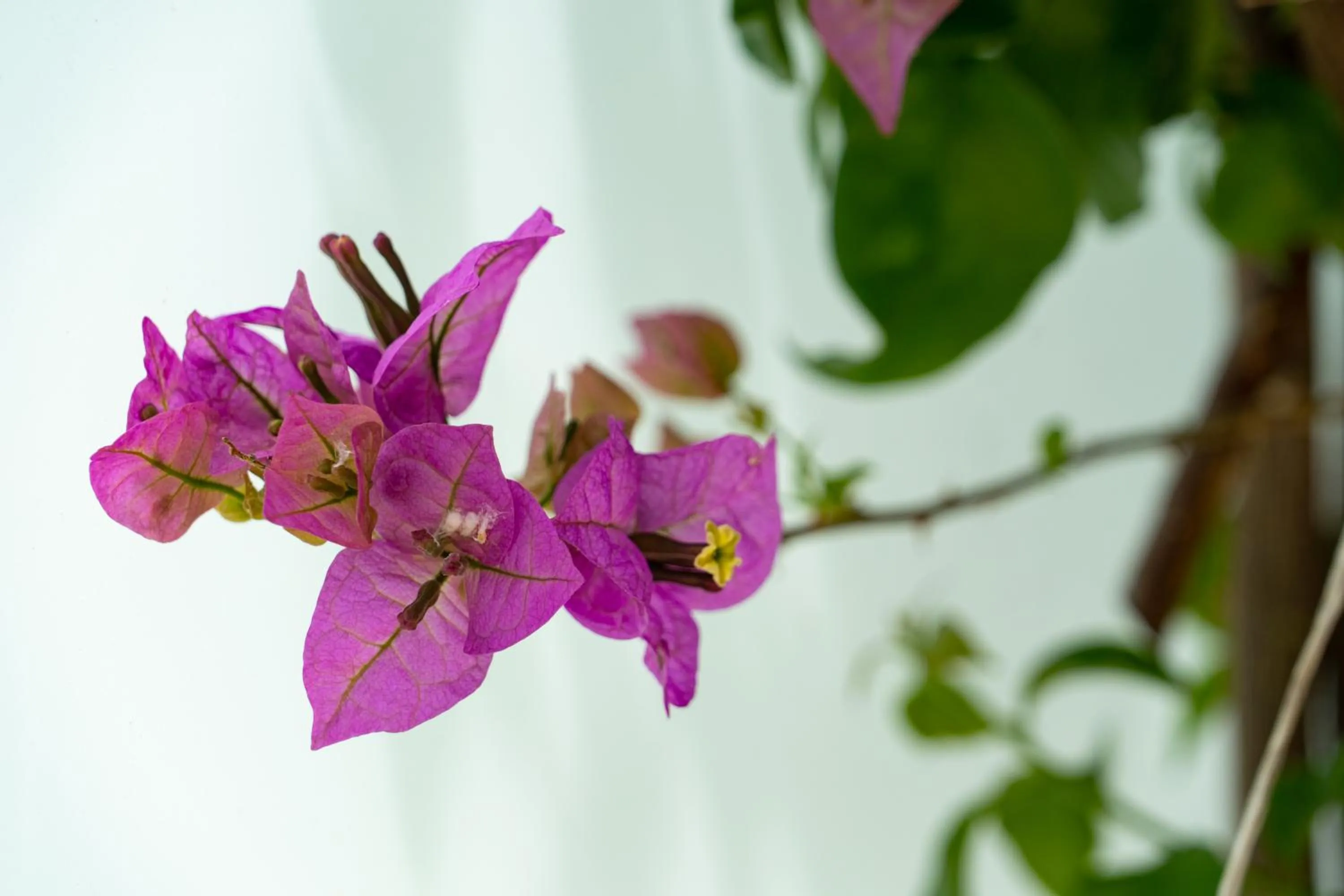 Edem Luxury Apartments