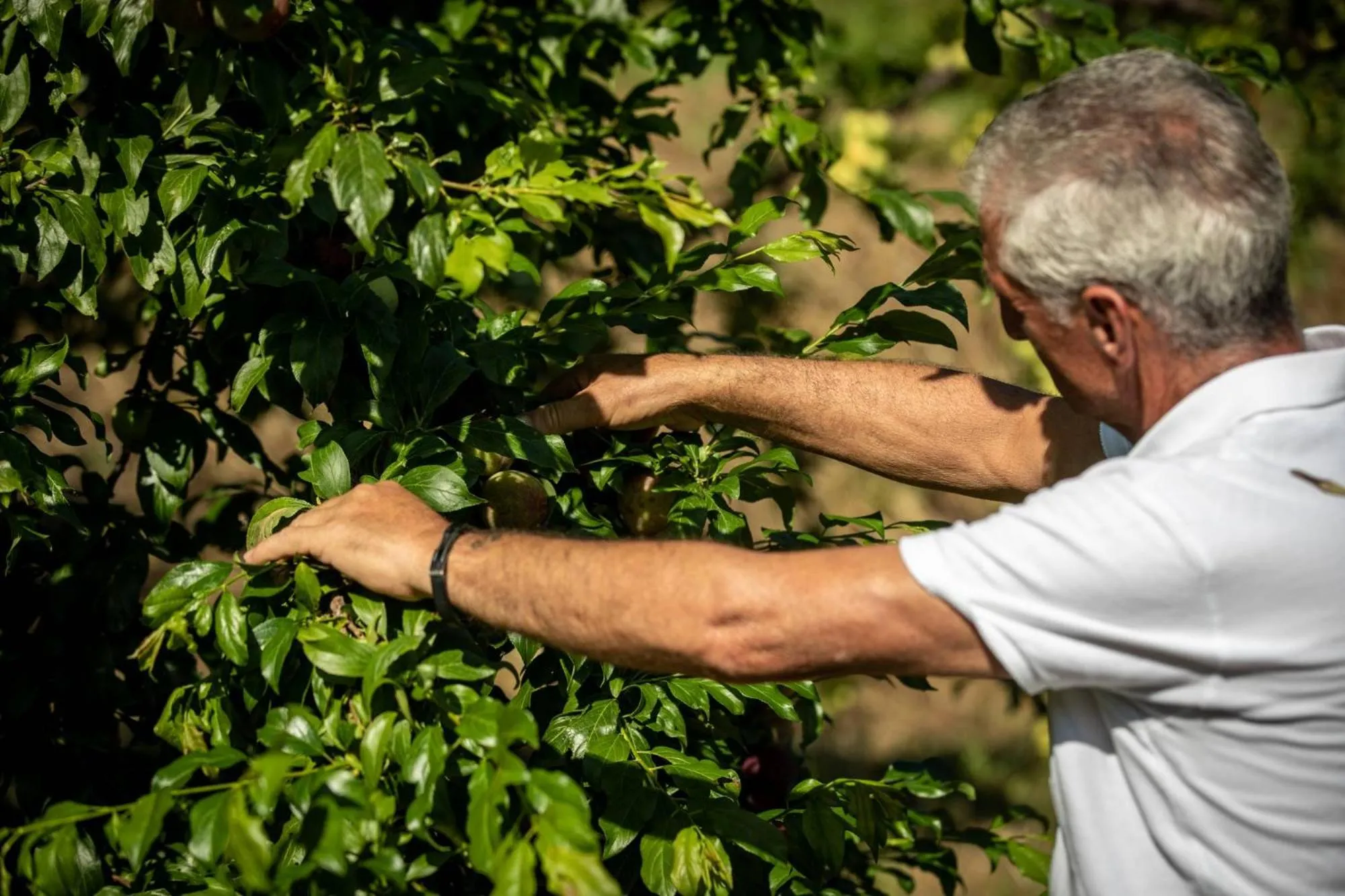 Garden in Villa Ginevra Resort Agrituristico