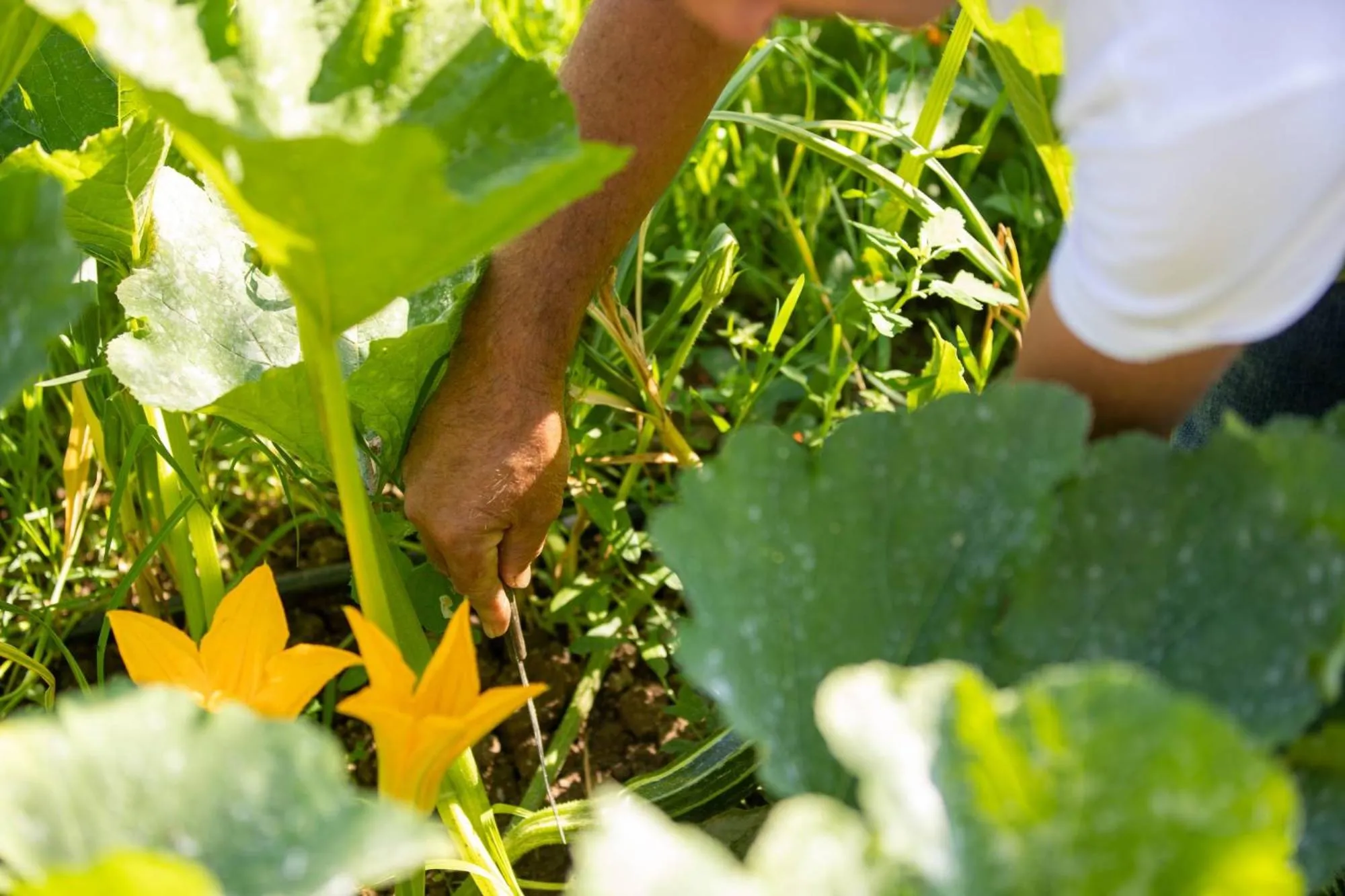 Garden in Villa Ginevra Resort Agrituristico