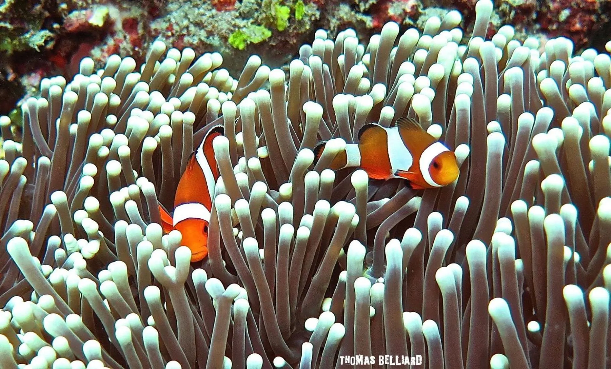 Property building in Life in Amed Beach Hotel