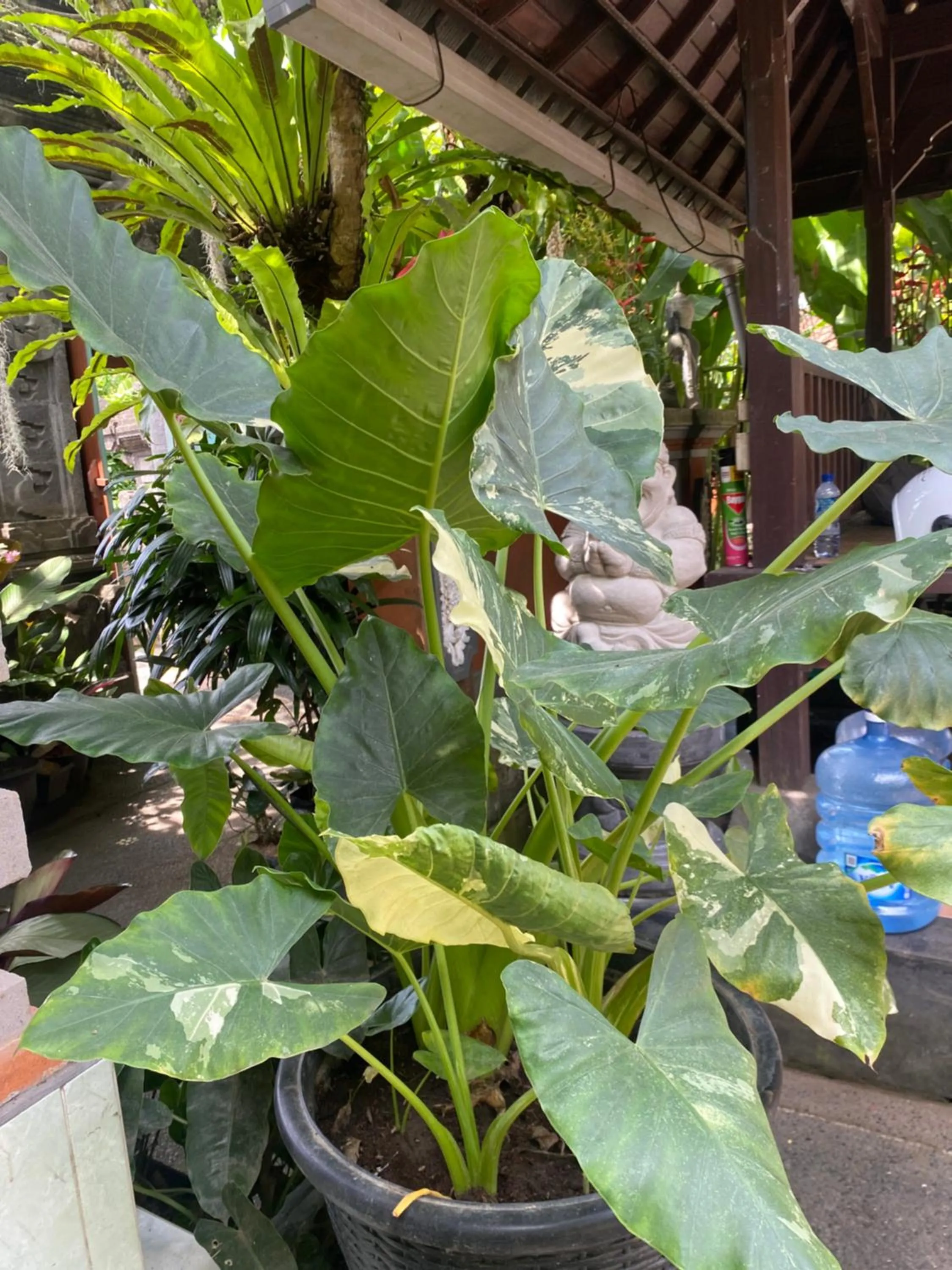 Suryadina Guest House