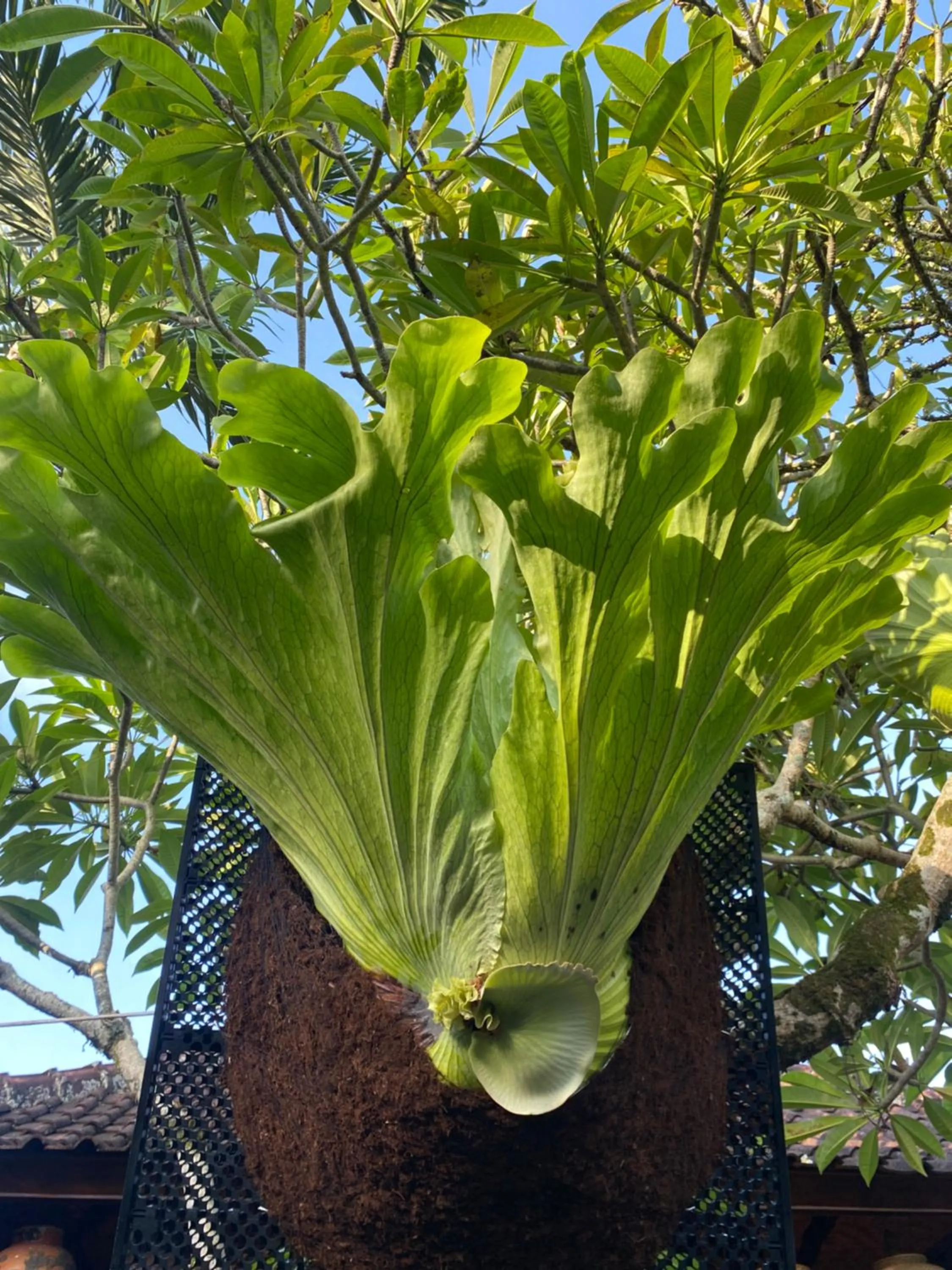 Suryadina Guest House