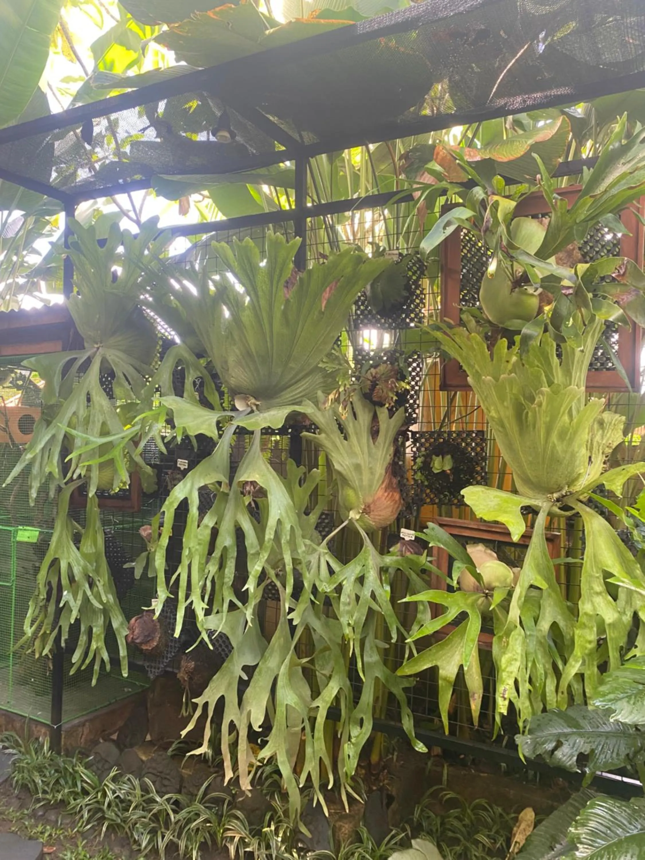 Suryadina Guest House