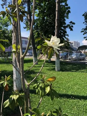 Garden in Academy Hotel