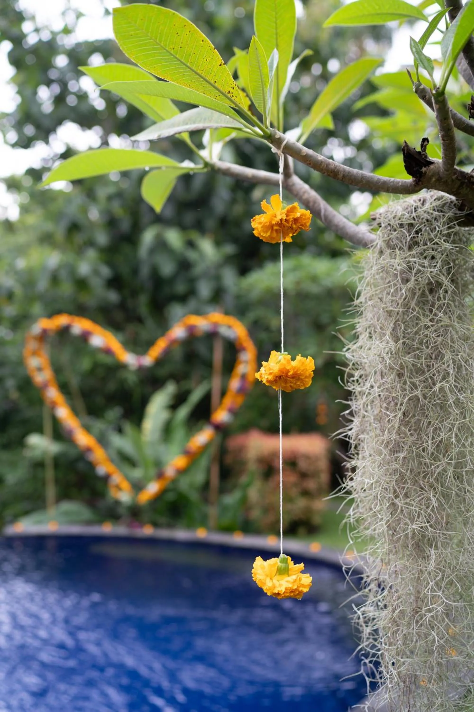 Garden in Alamanda Lovina Resort