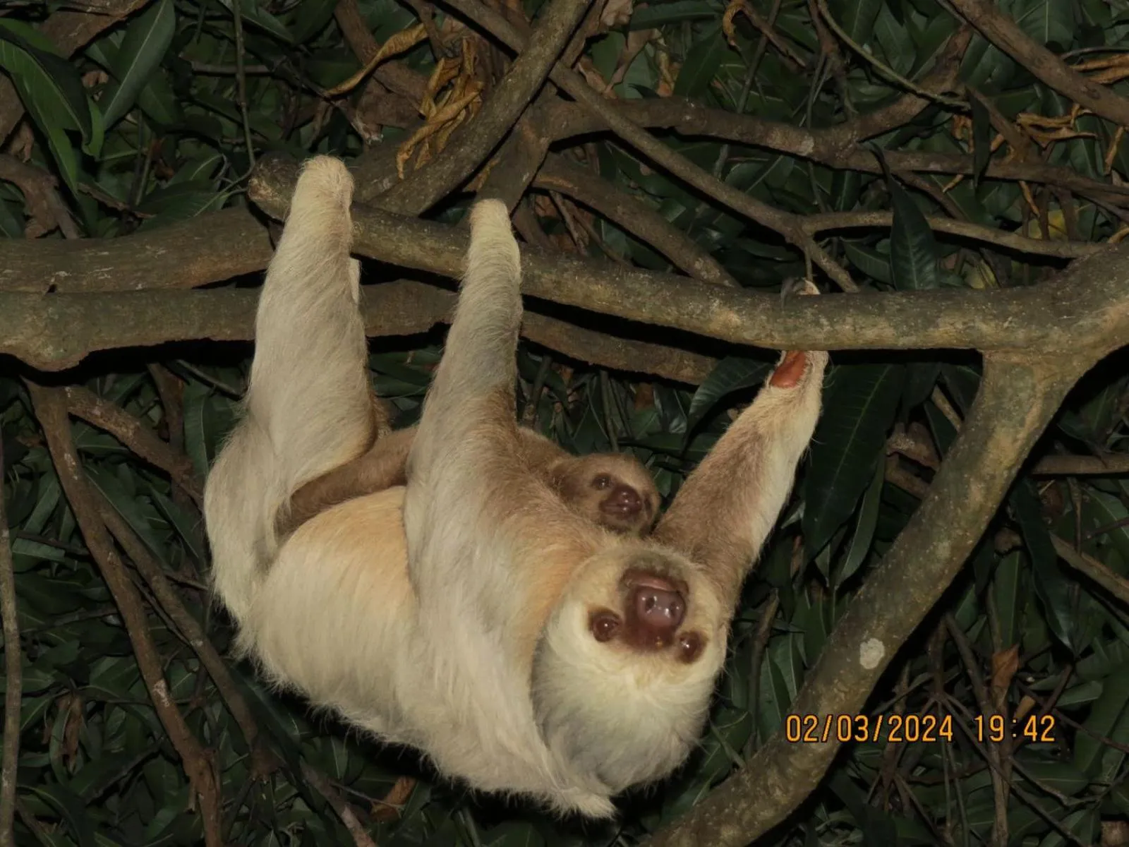 Animals in Hotel Villas de la Selva
