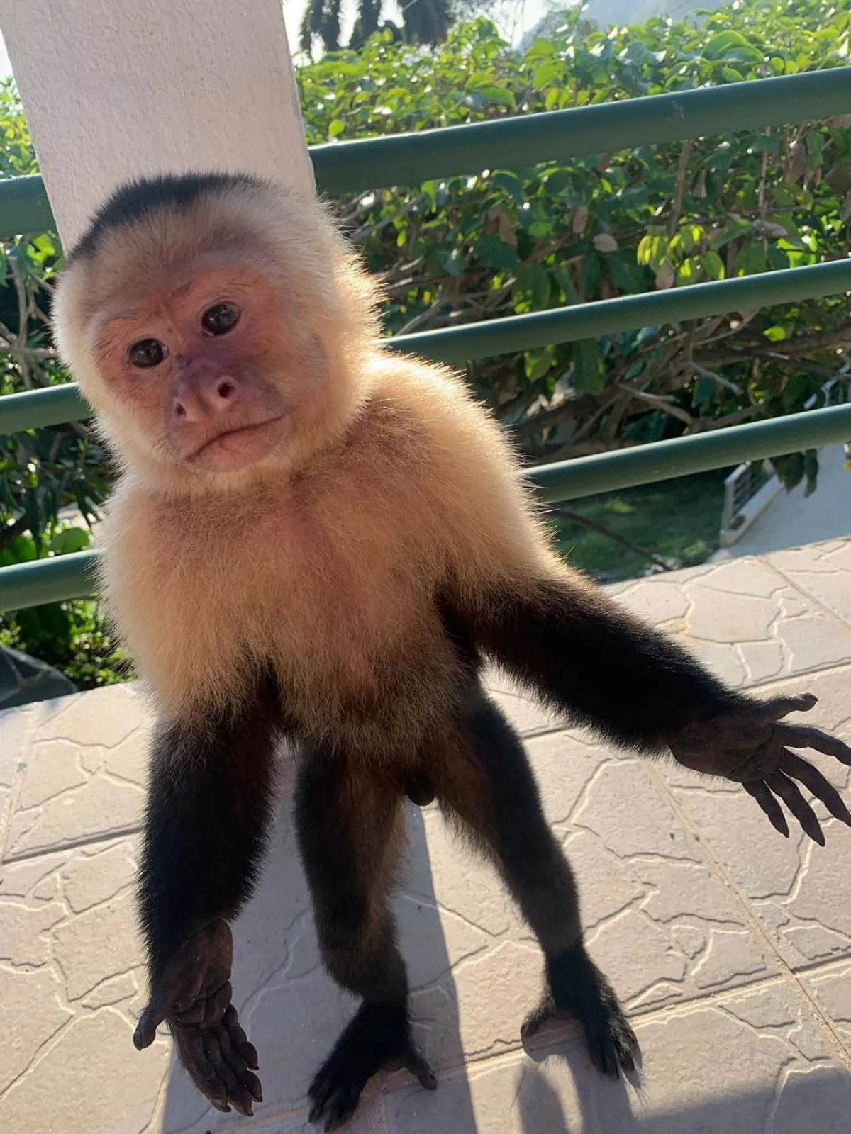 Animals in Hotel Villas de la Selva