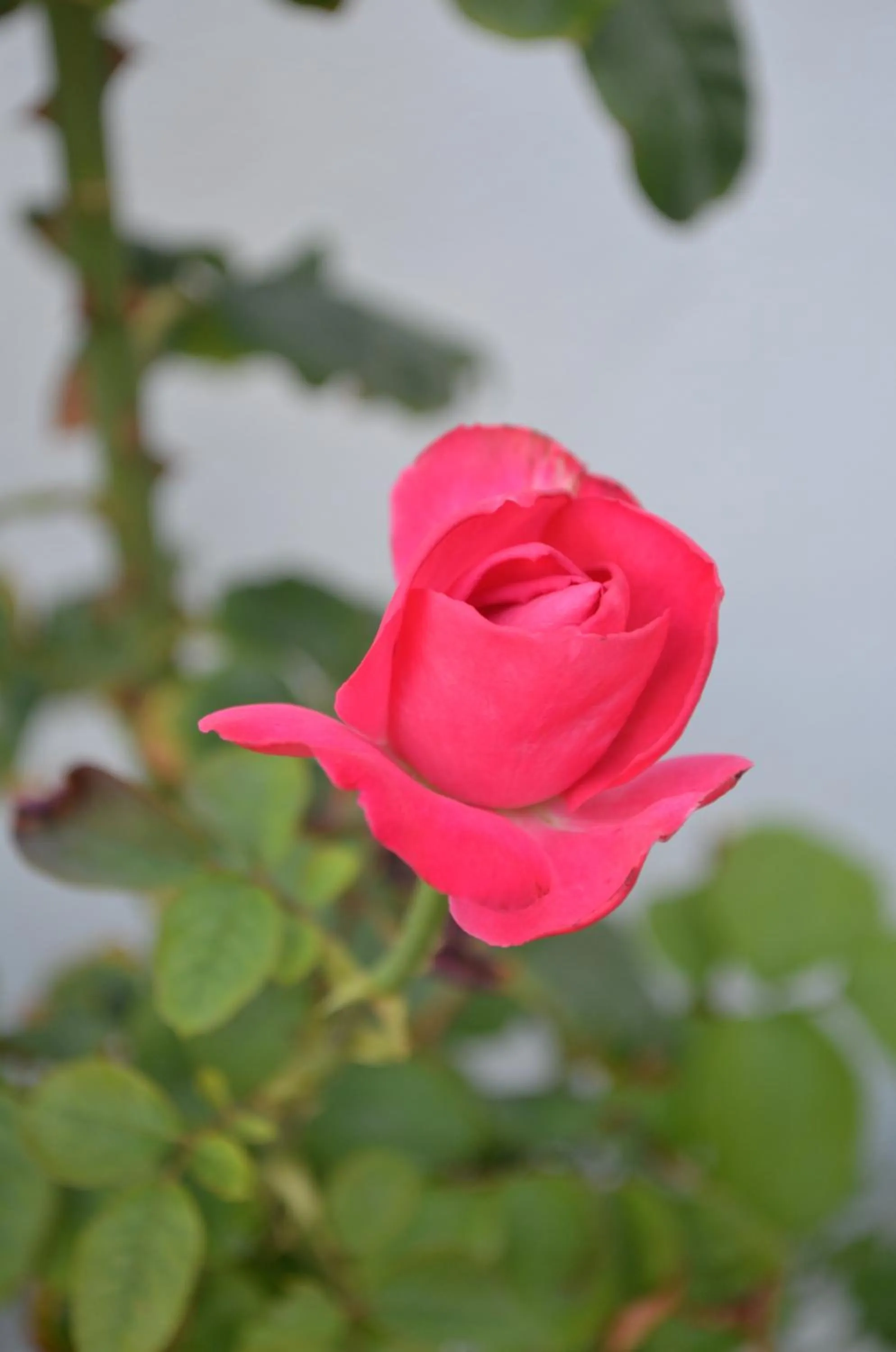 Property building in Tarsanas Beach