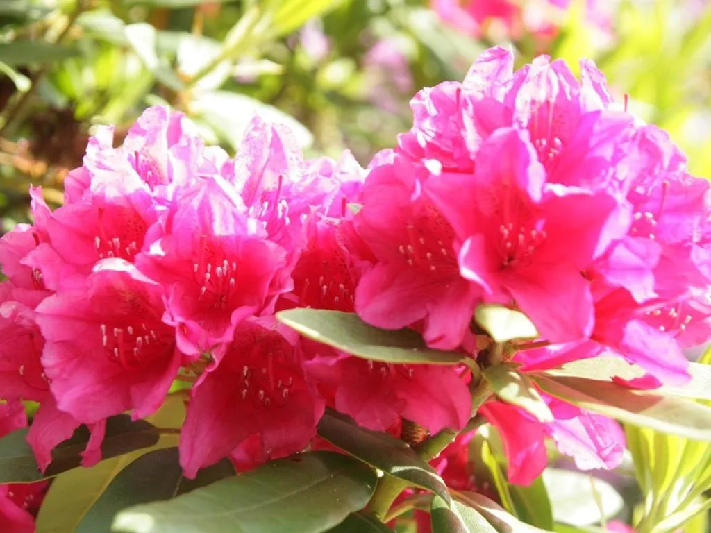 Other in Oase Friedensthal