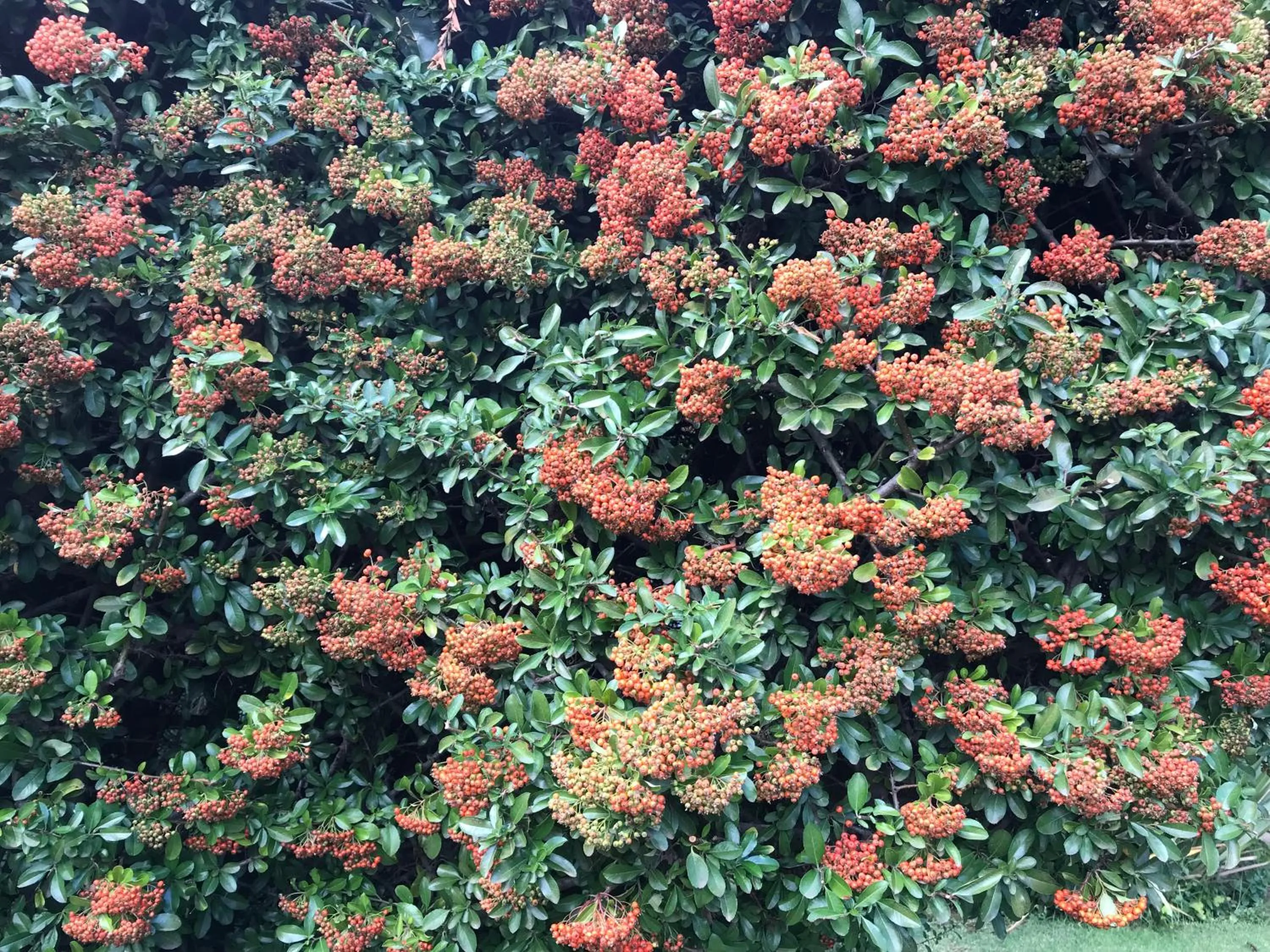 Garden view in Rosewood Corner, Clarens