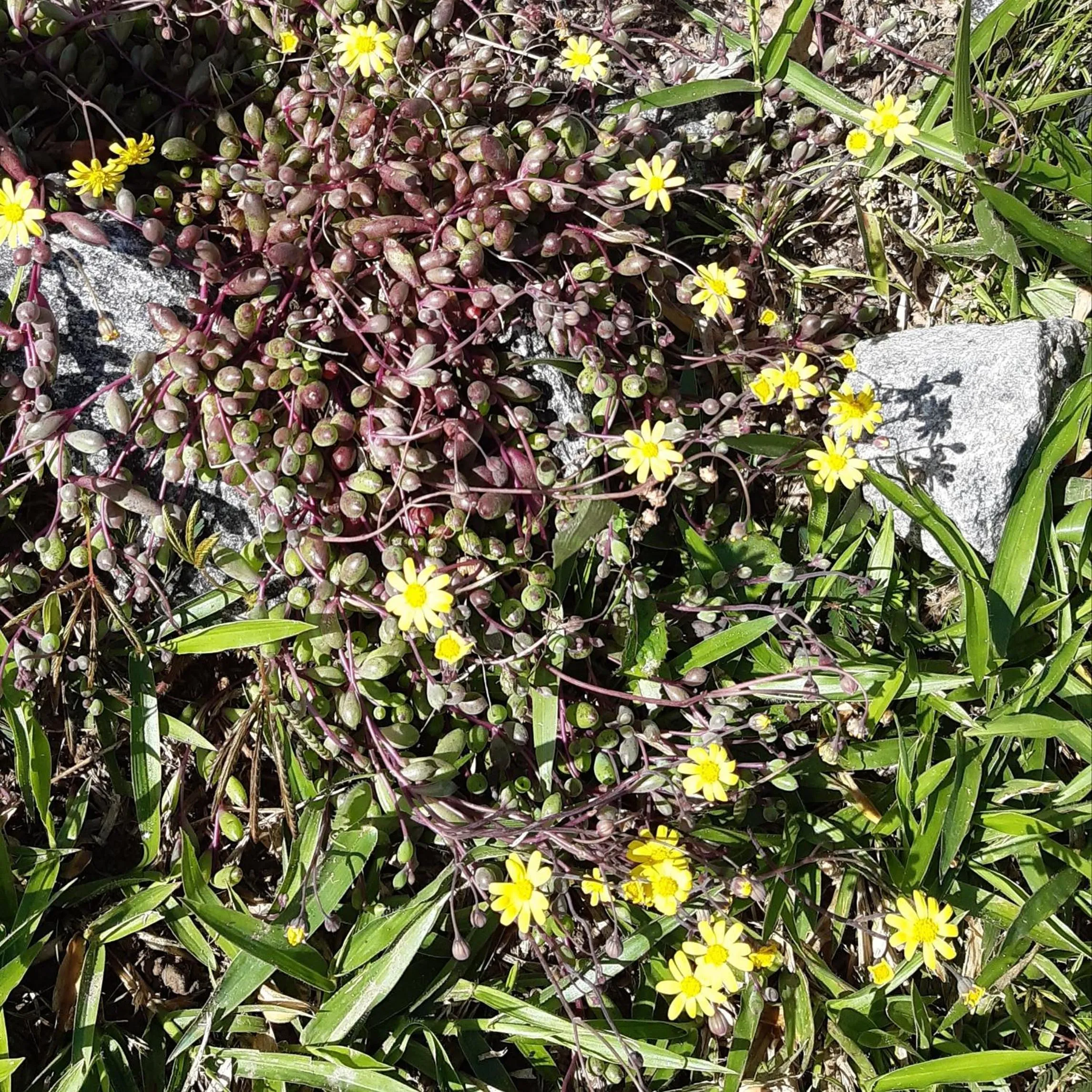 Garden in B&B Sol Poente