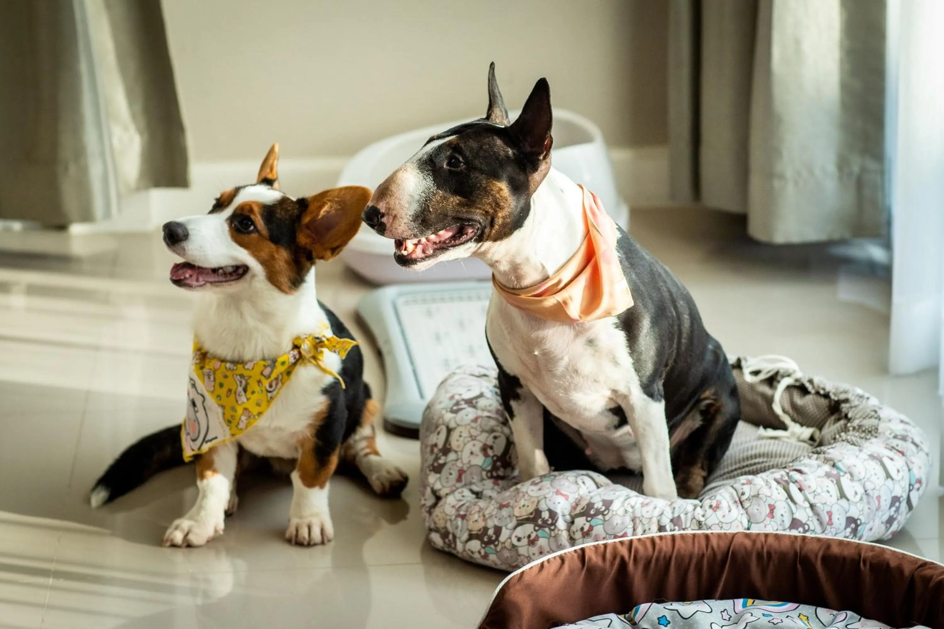 pet friendly in Bangsaen Heritage Hotel