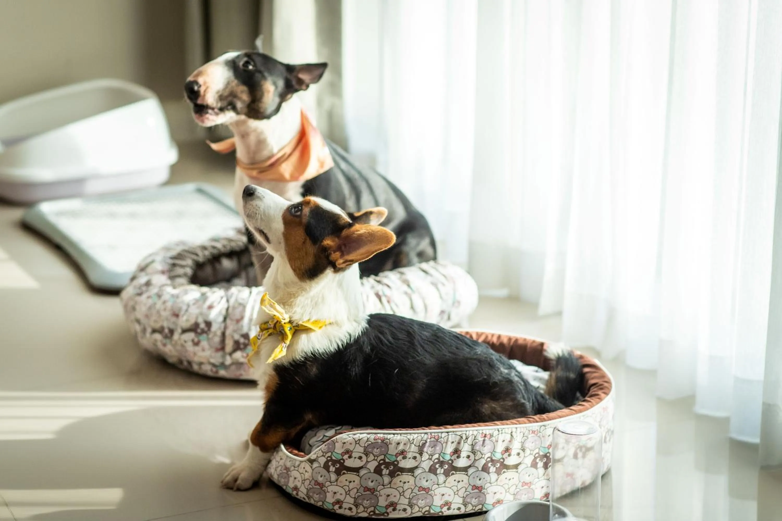 pet friendly in Bangsaen Heritage Hotel