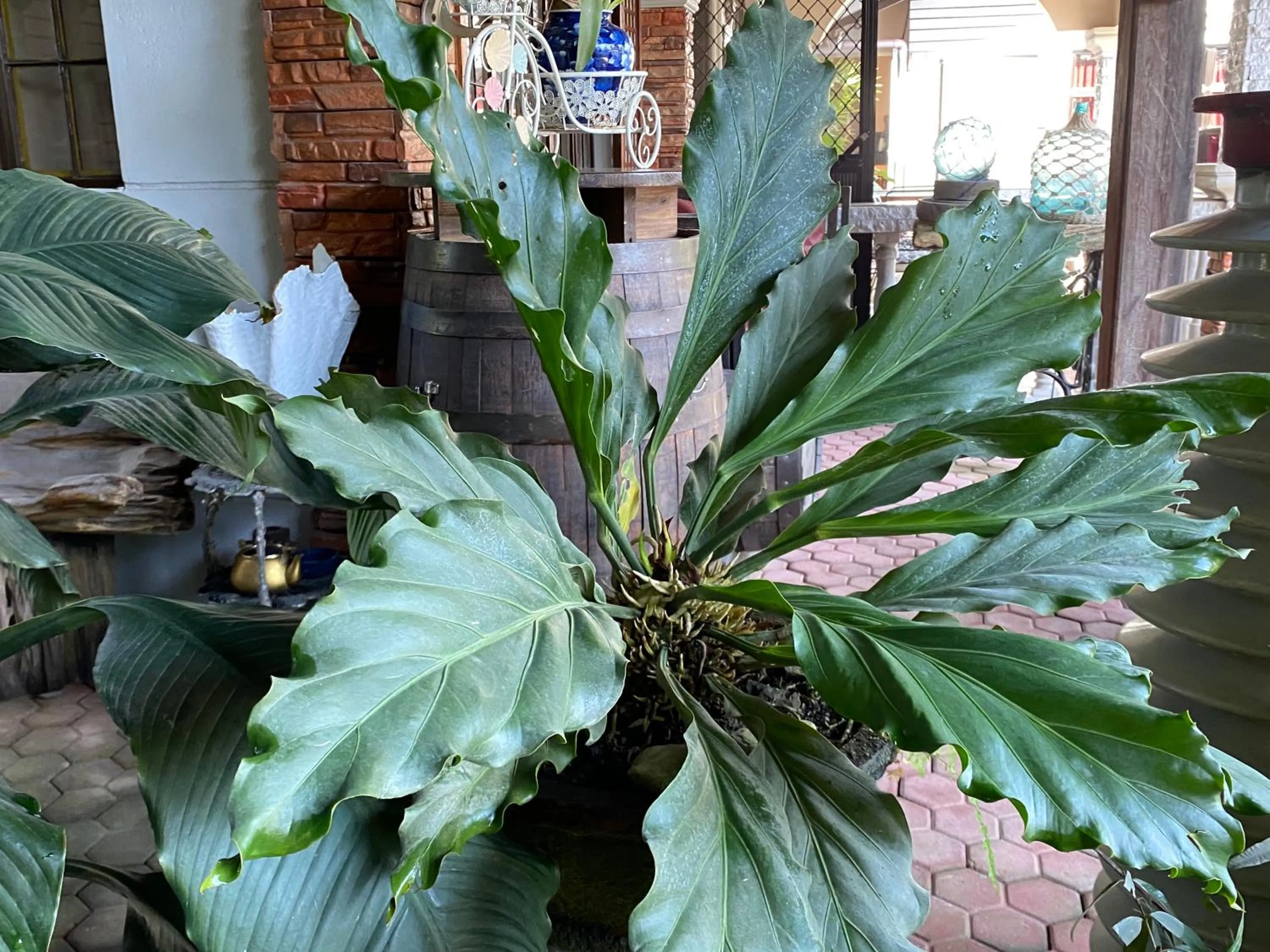 Mount Pinatubo Base Camp at CASA HERMOGINA