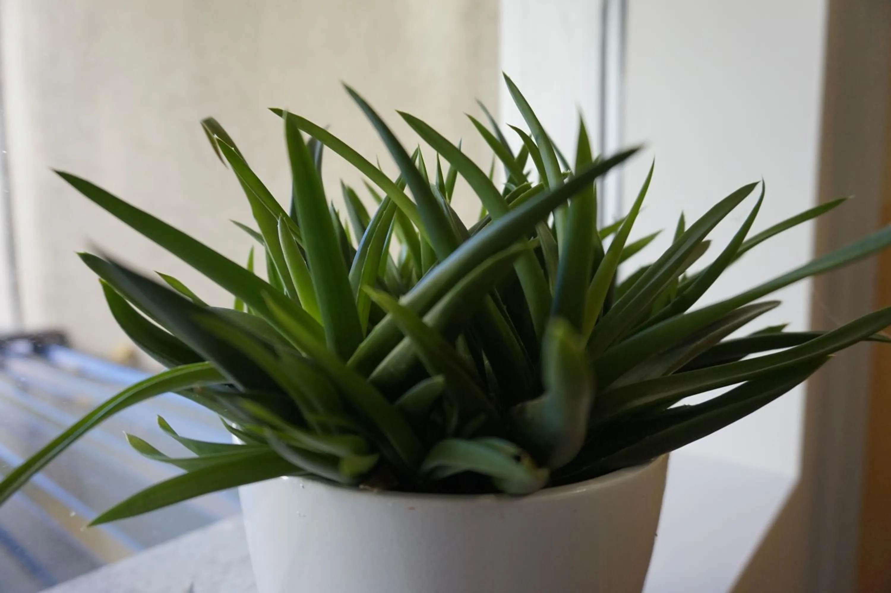 Decorative detail in Kristinebergs Bed & Breakfast