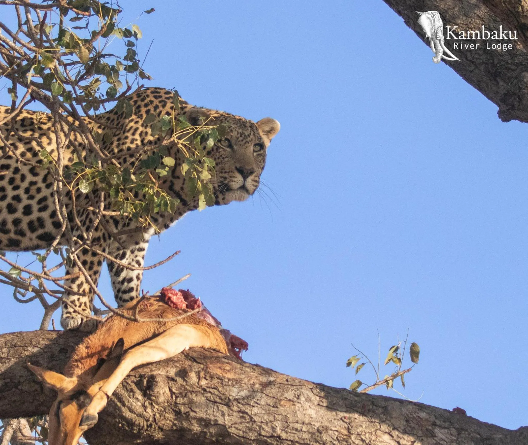 Animals in Kambaku River Lodge