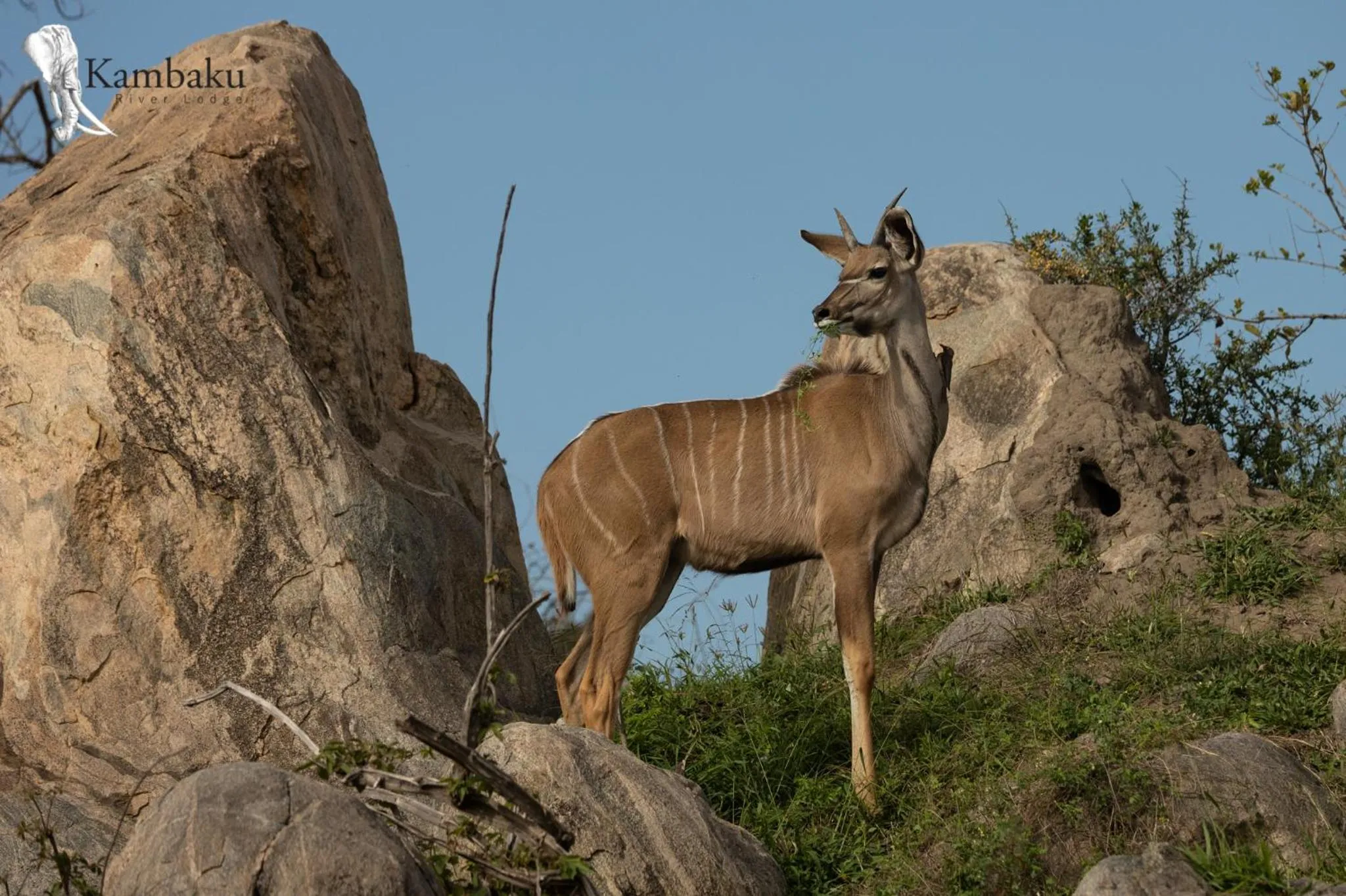 Animals in Kambaku River Lodge