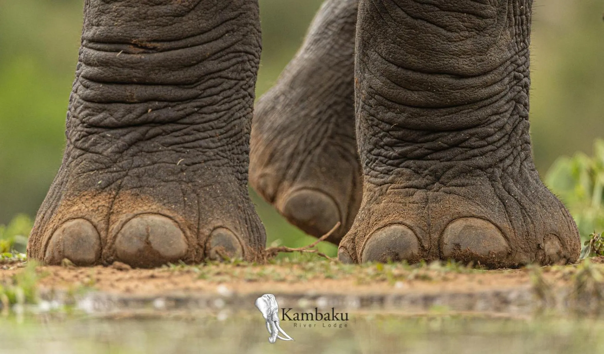 View (from property/room) in Kambaku River Lodge