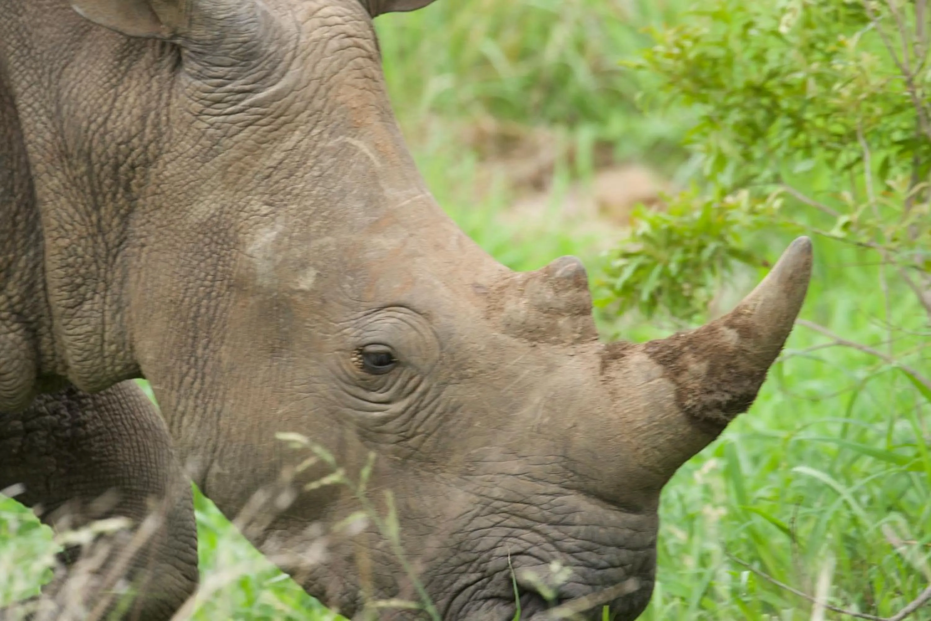 Animals in Kambaku River Lodge