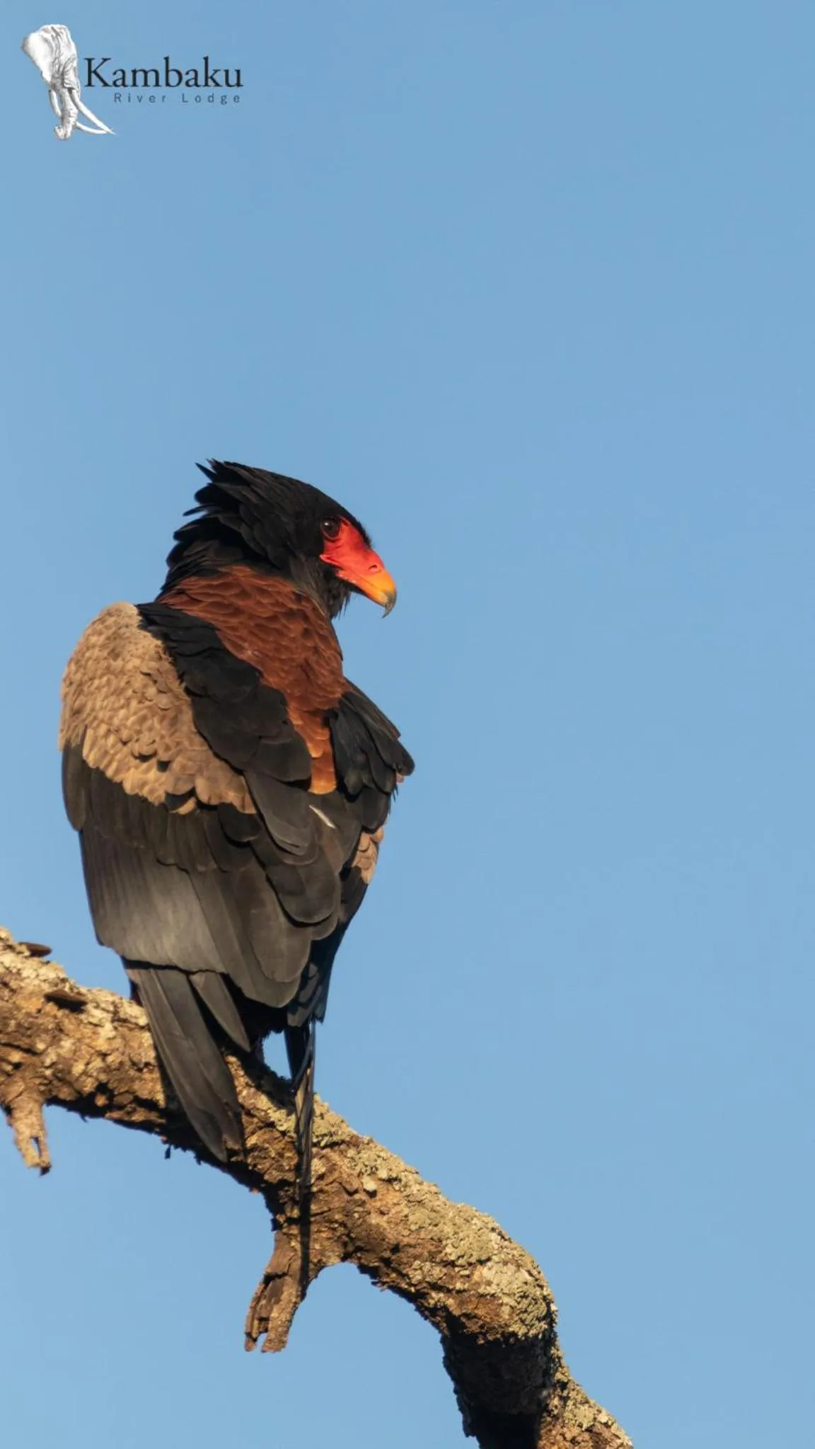 Animals in Kambaku River Lodge