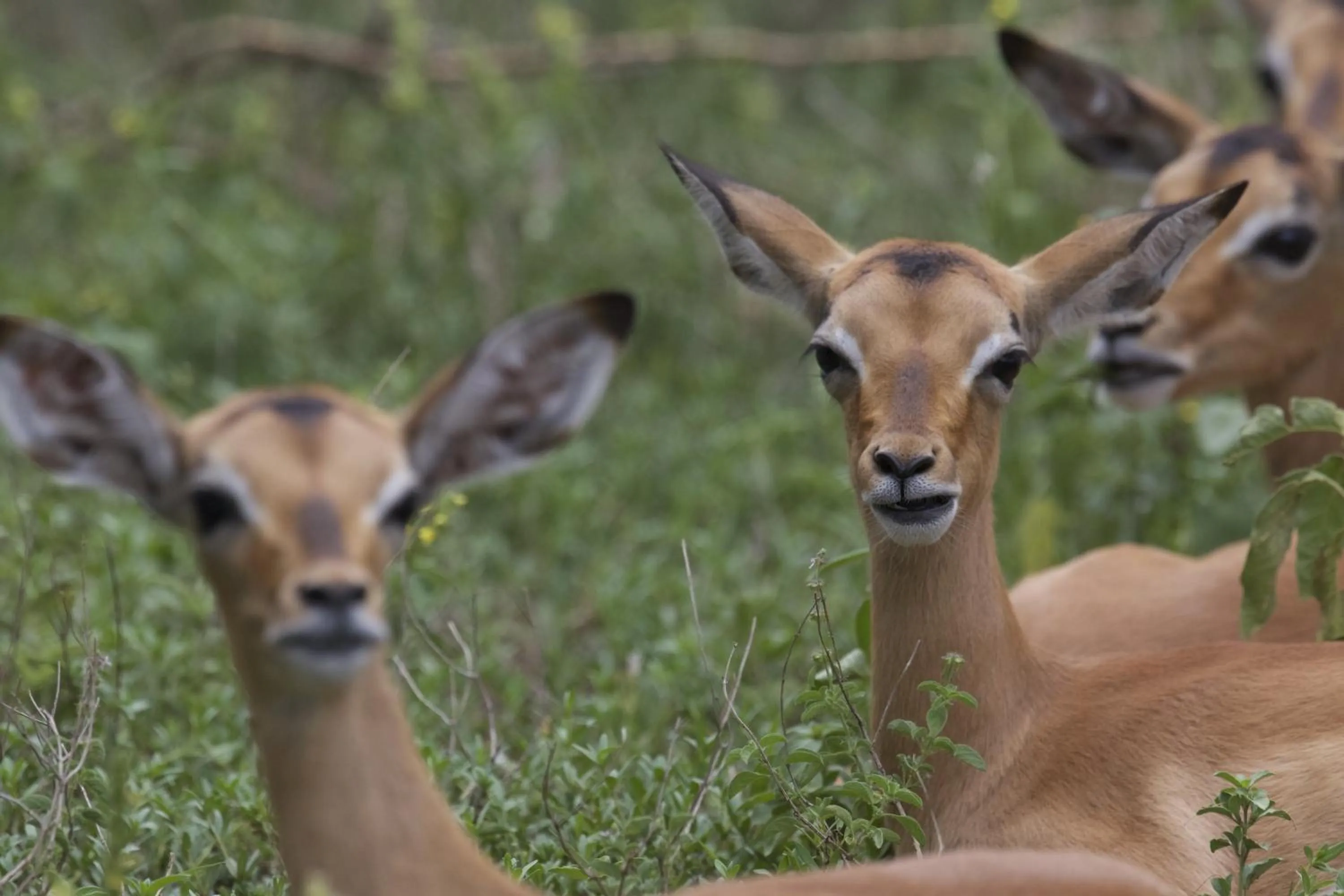 Animals in Kambaku River Lodge