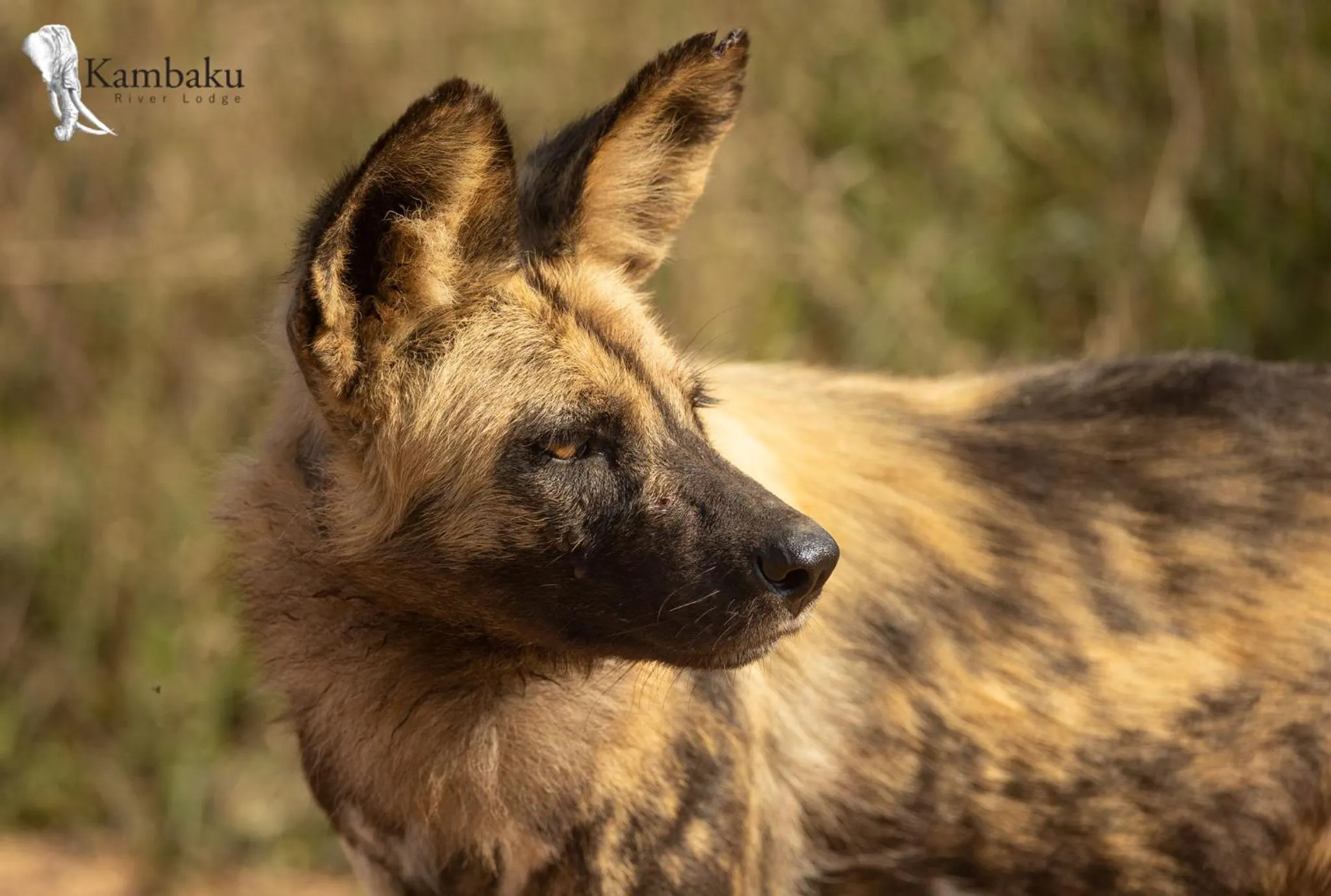 Animals in Kambaku River Lodge
