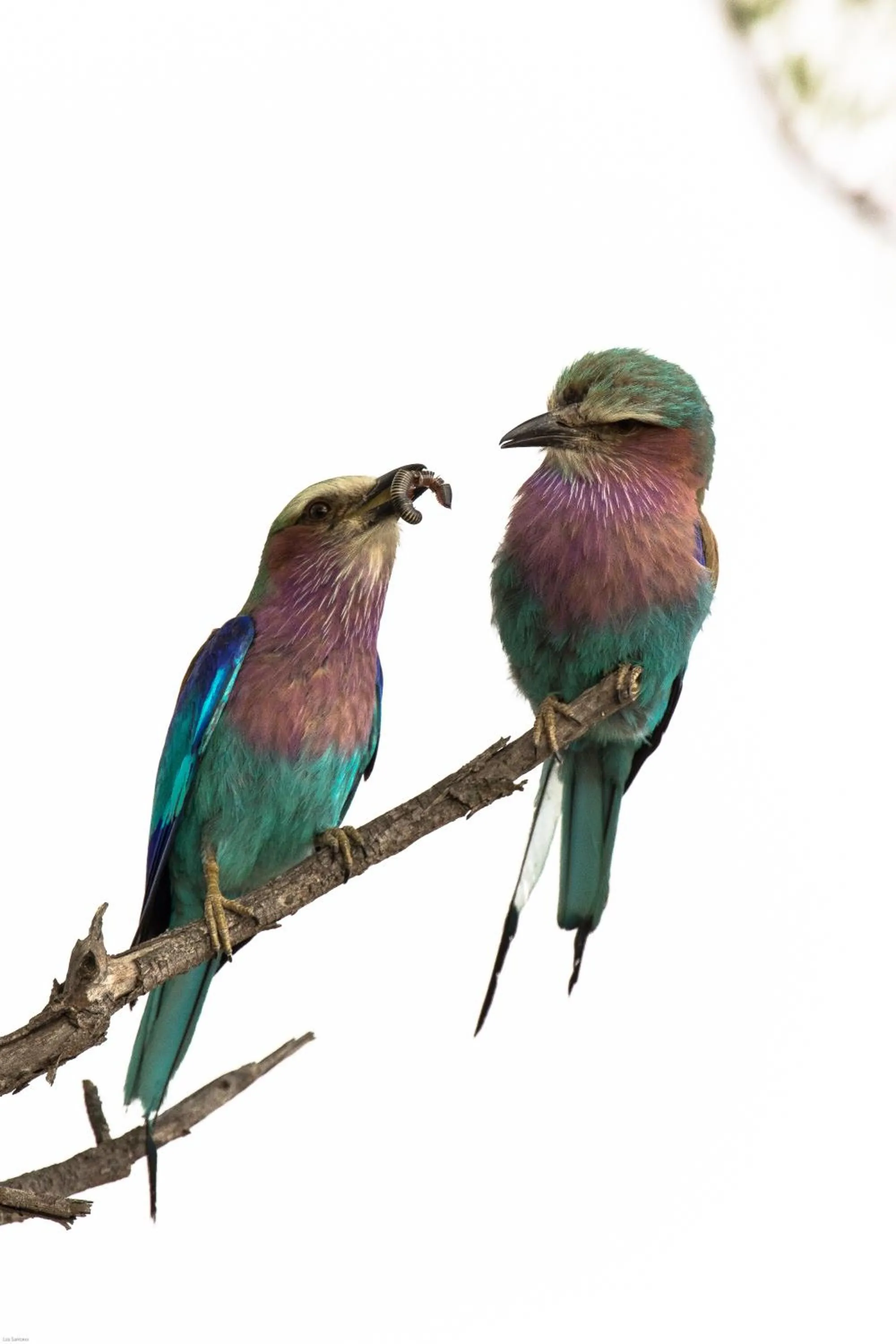 Other in Kambaku River Lodge