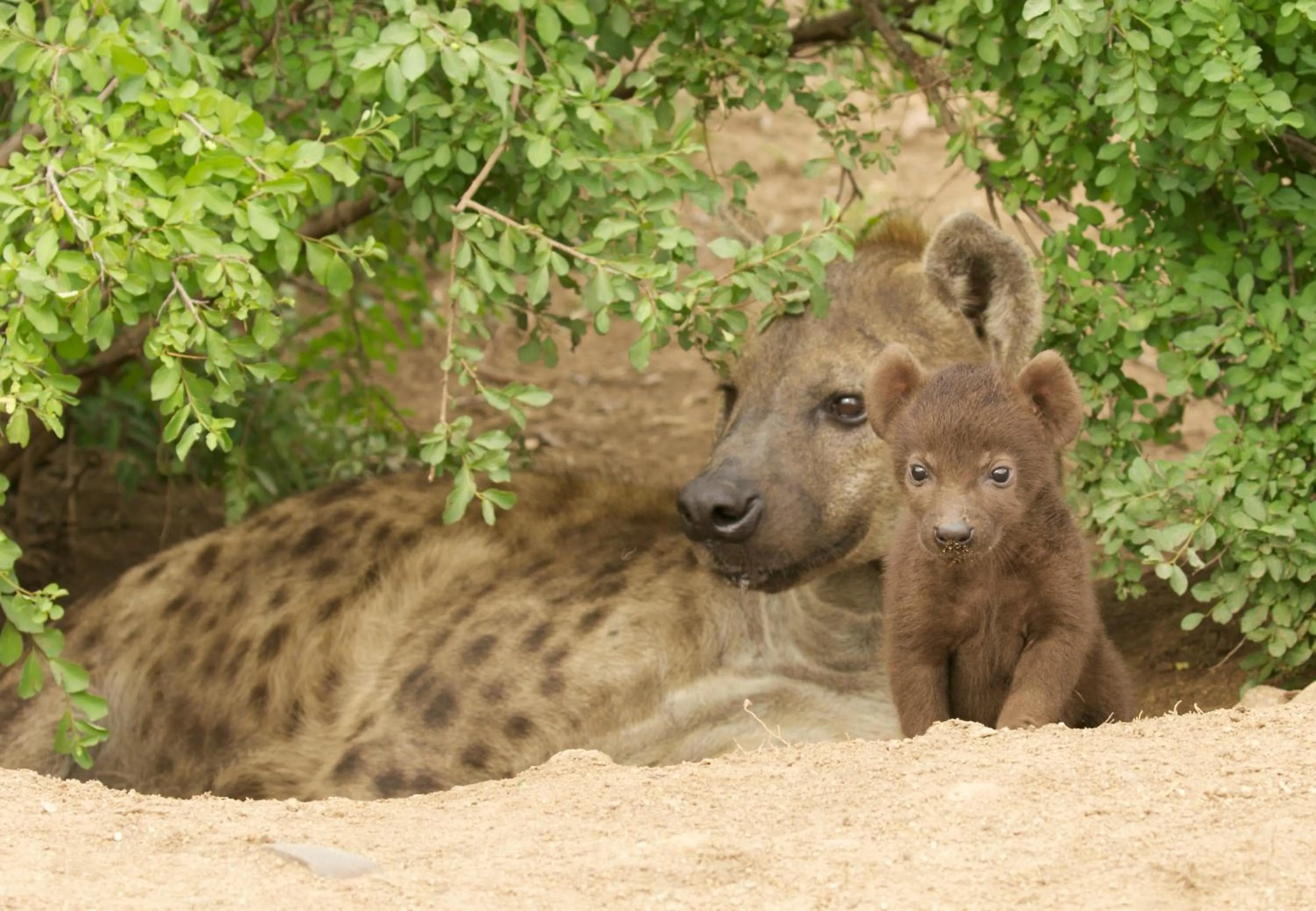 Animals in Kambaku River Lodge