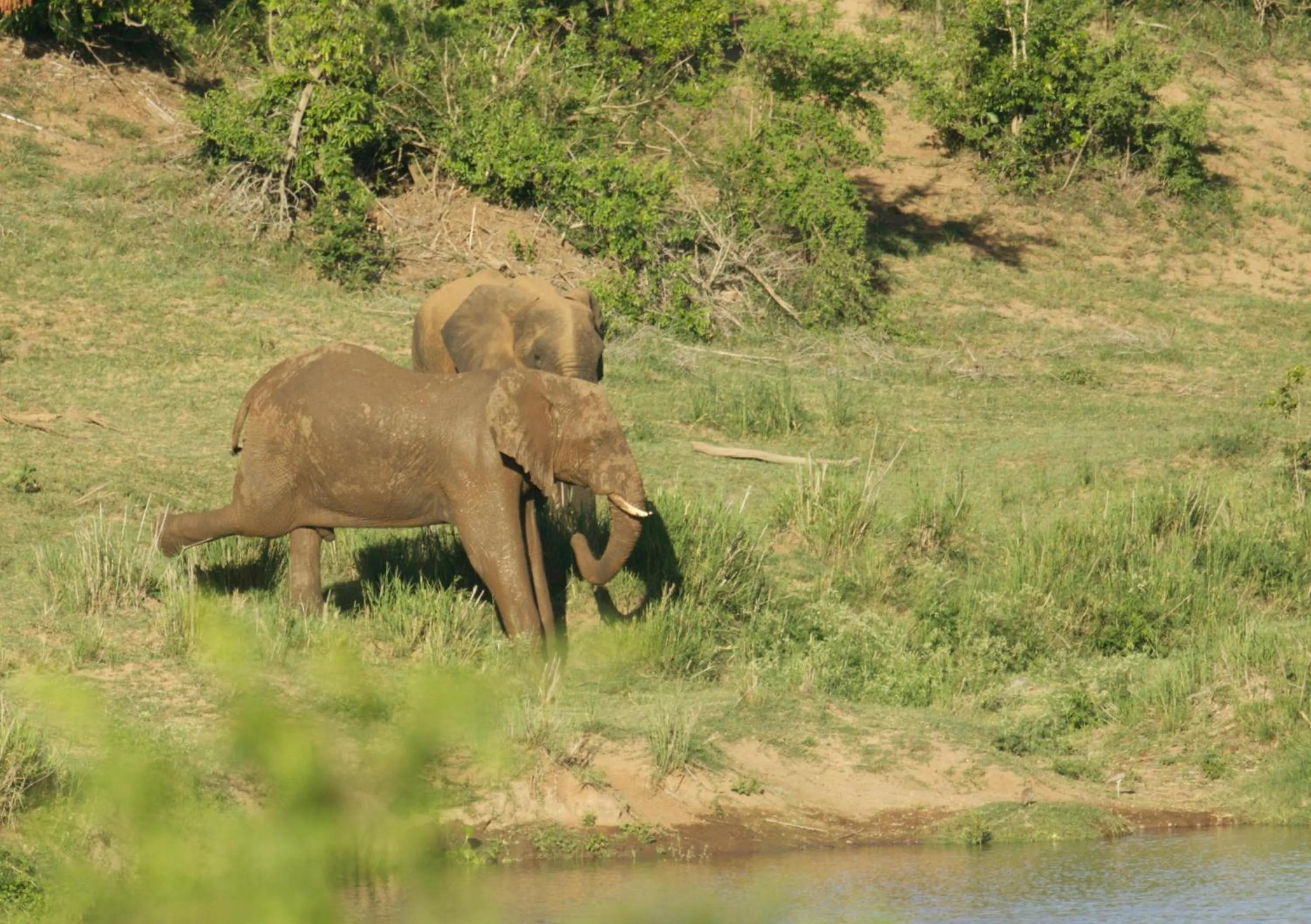 Animals in Kambaku River Lodge