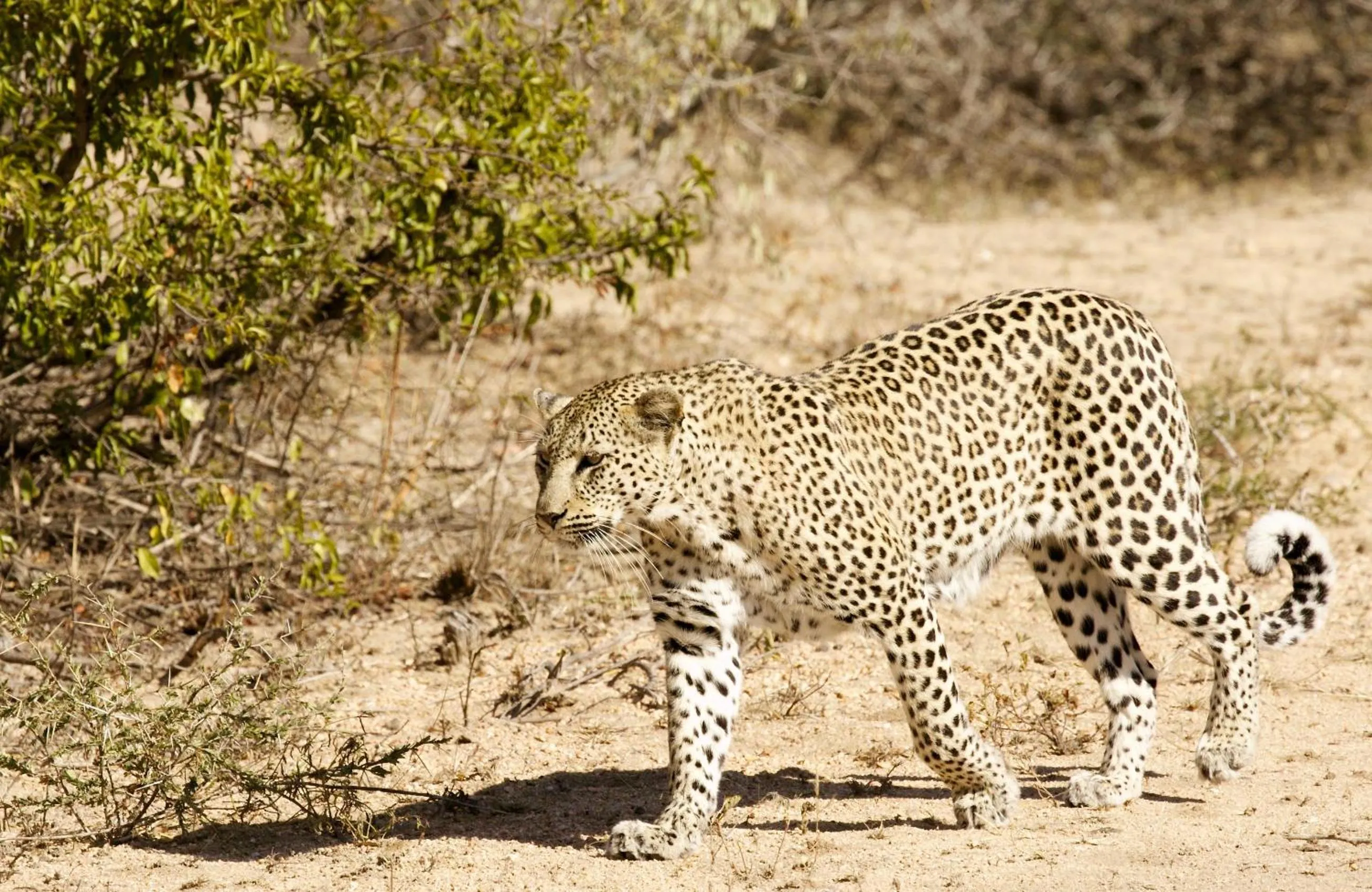 Animals in Kambaku River Lodge