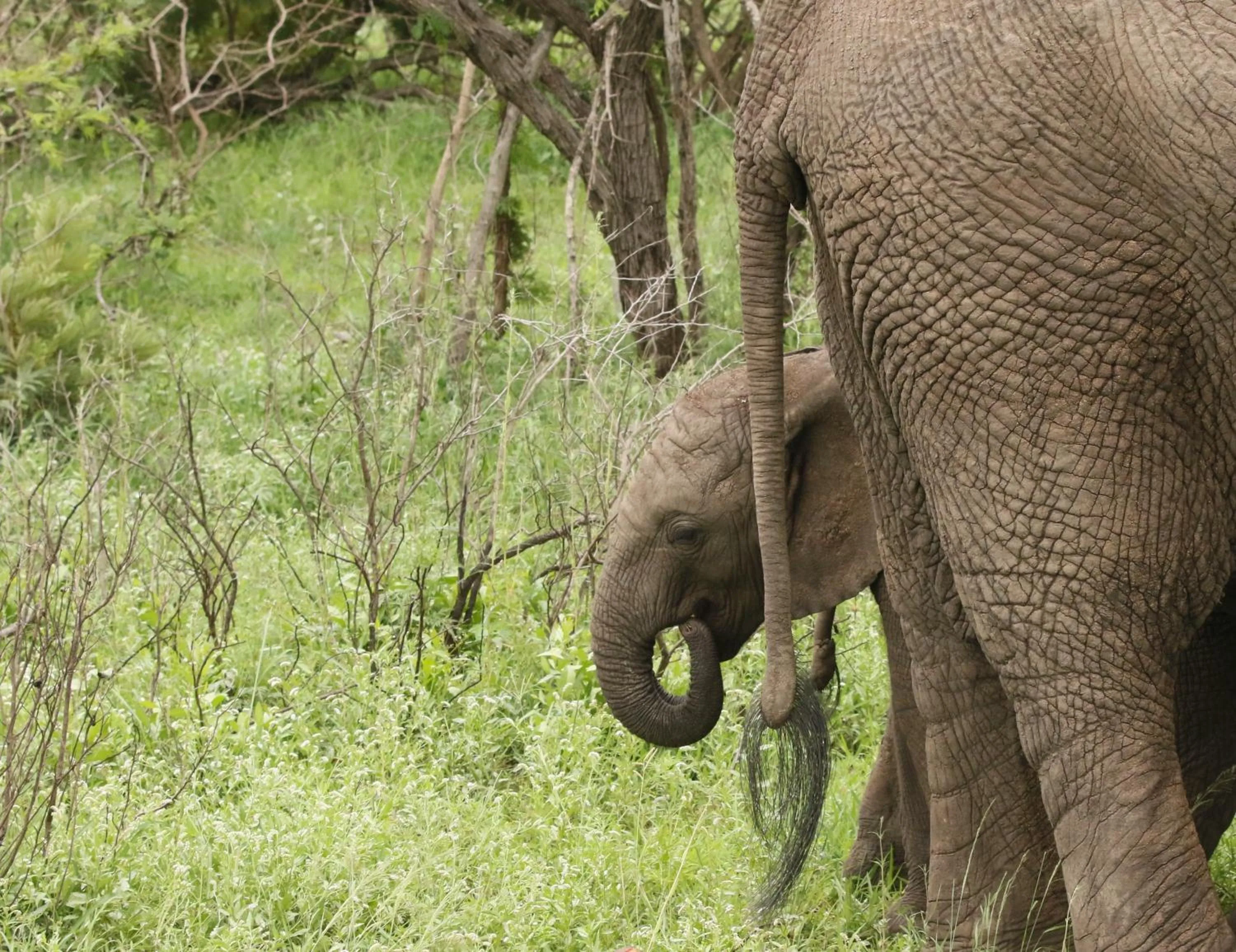 Animals in Kambaku River Lodge