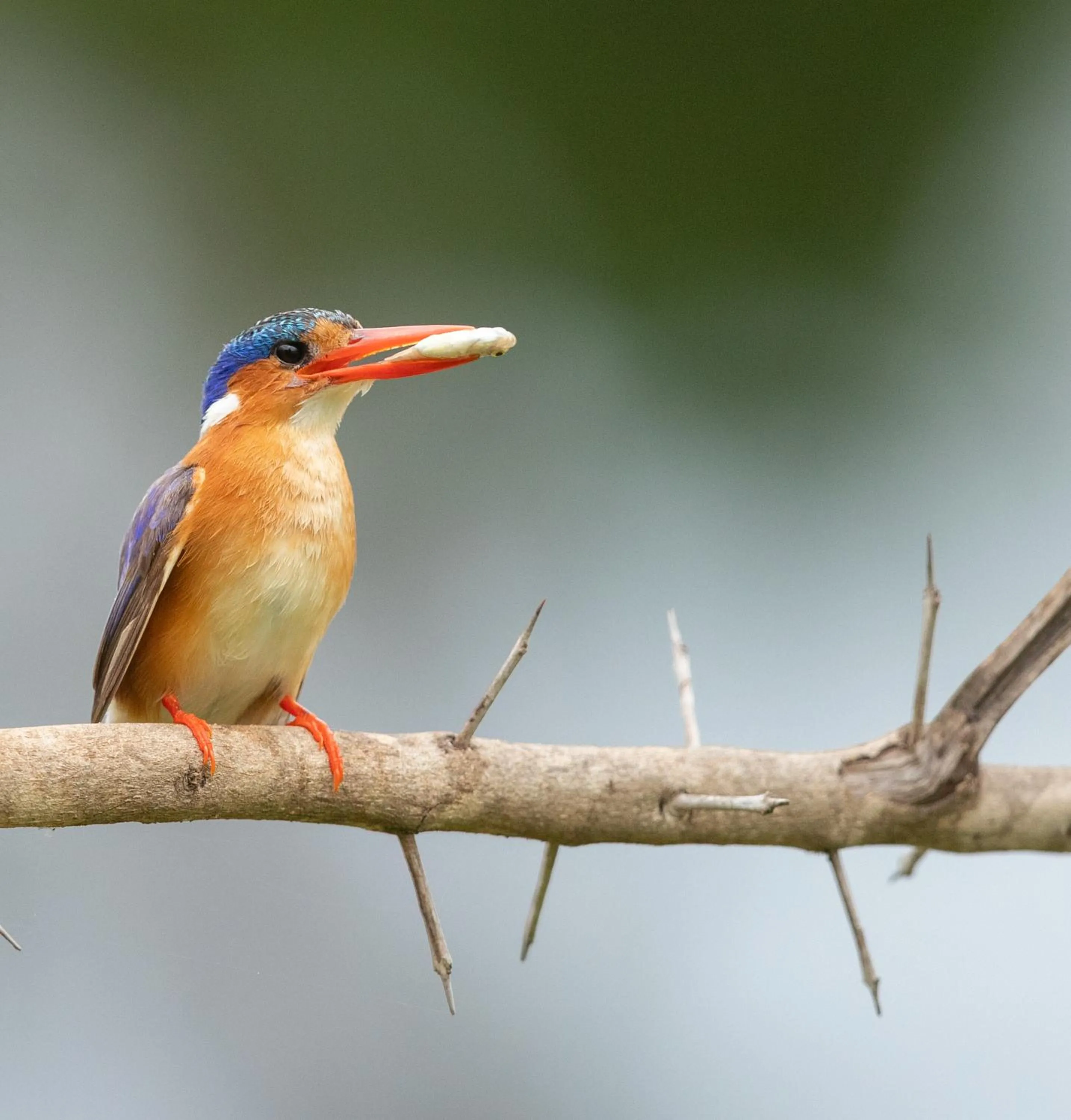 Garden view in Kambaku River Lodge