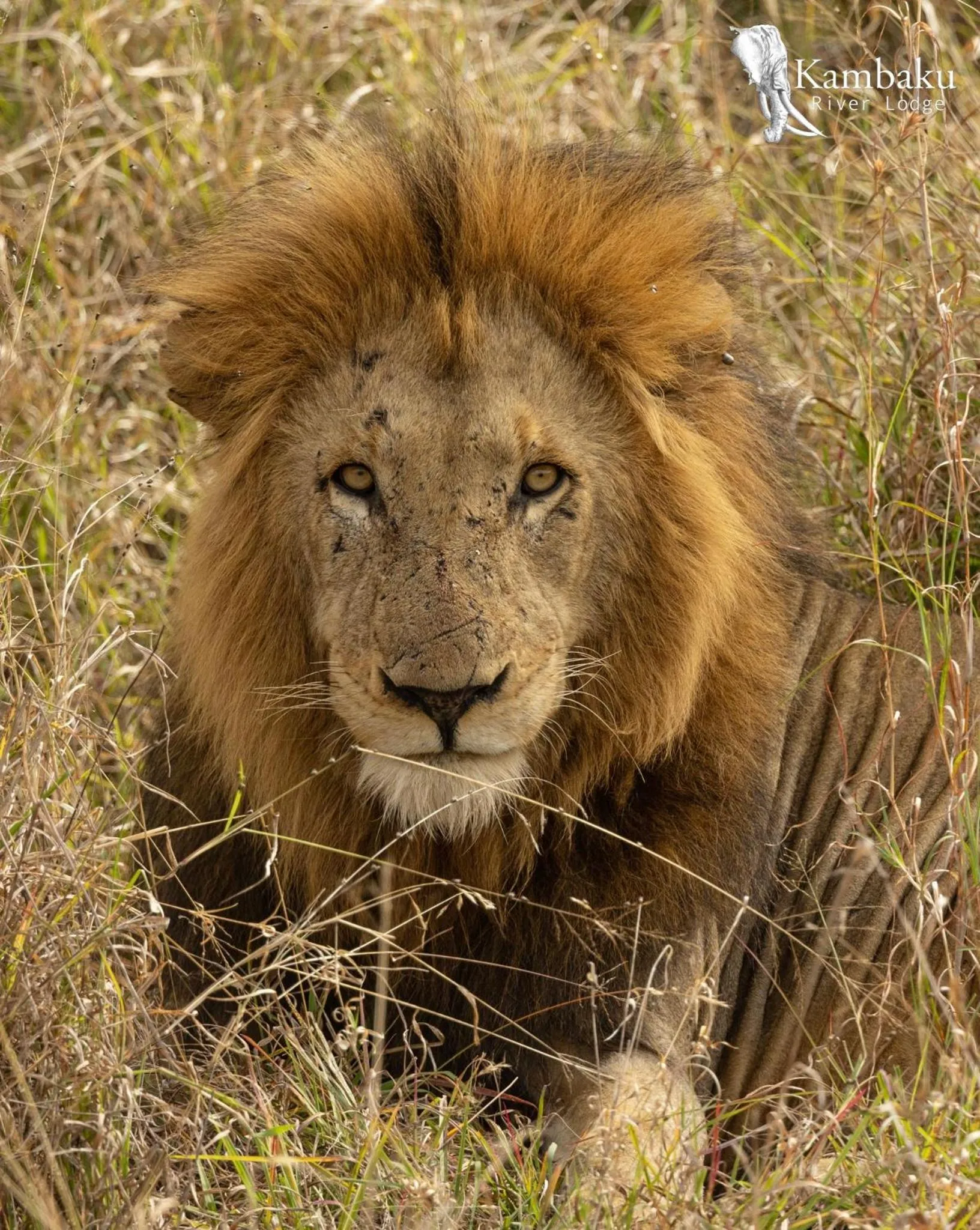 Animals in Kambaku River Lodge