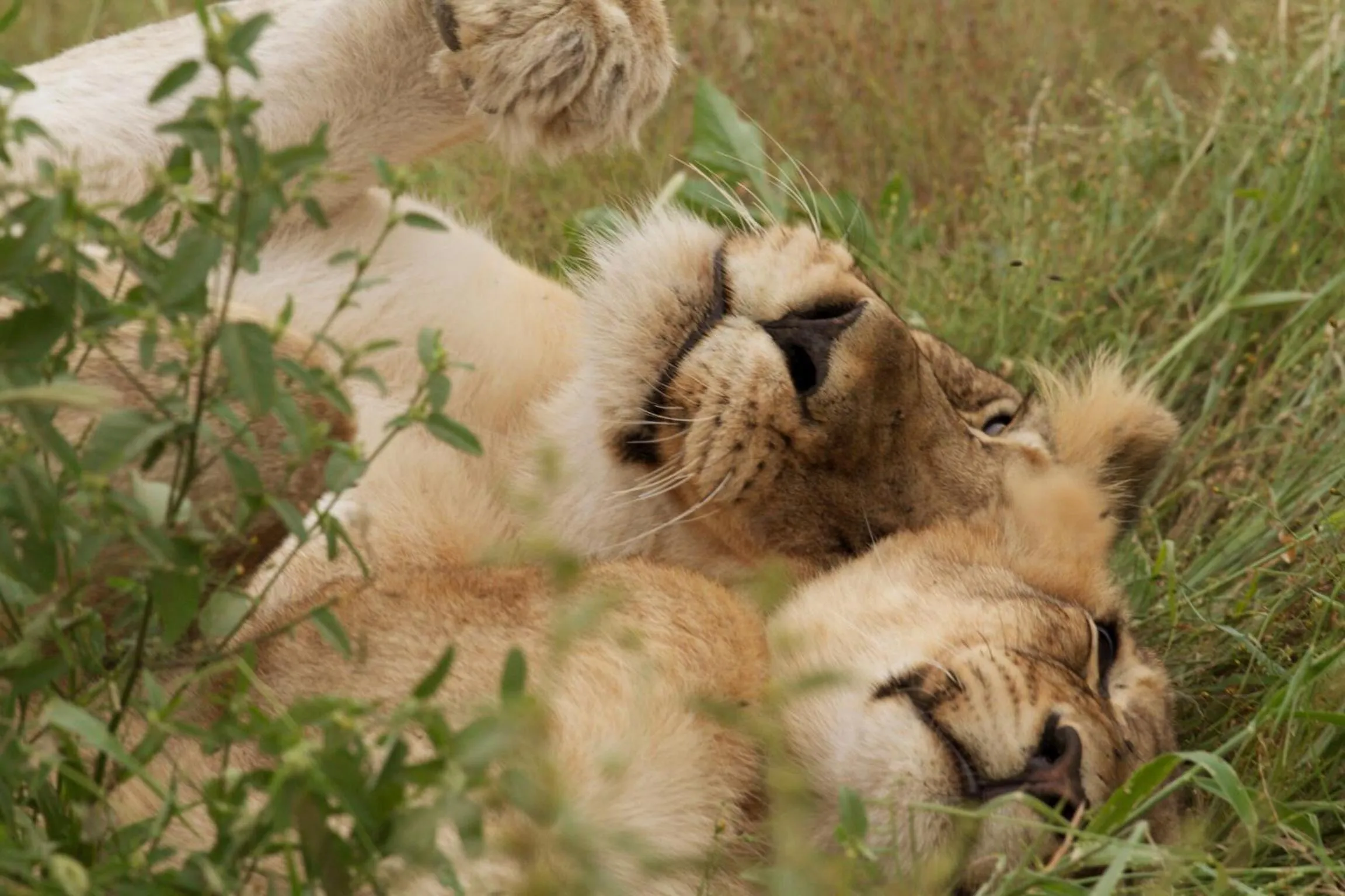 Activities in Kambaku River Lodge