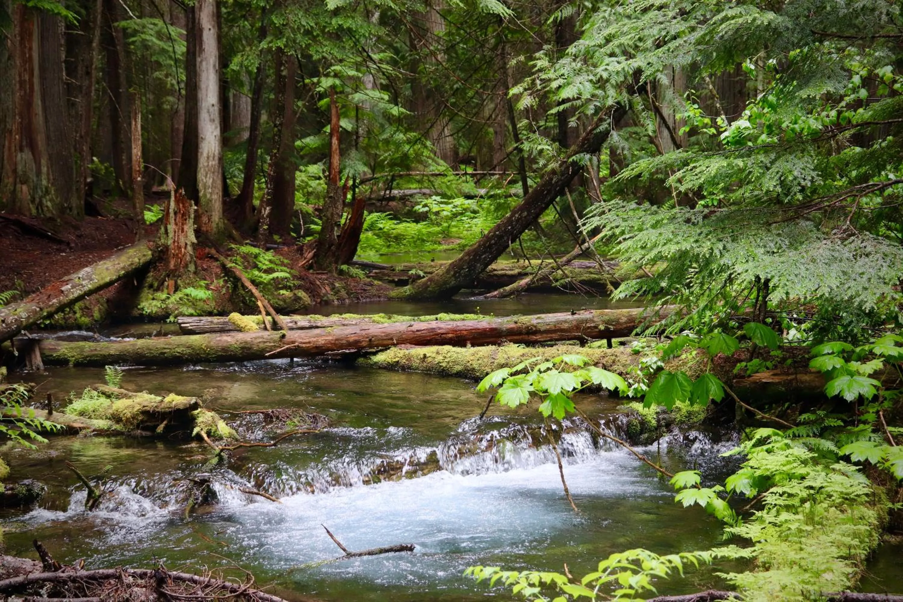 Natural landscape in Evergreen Motel
