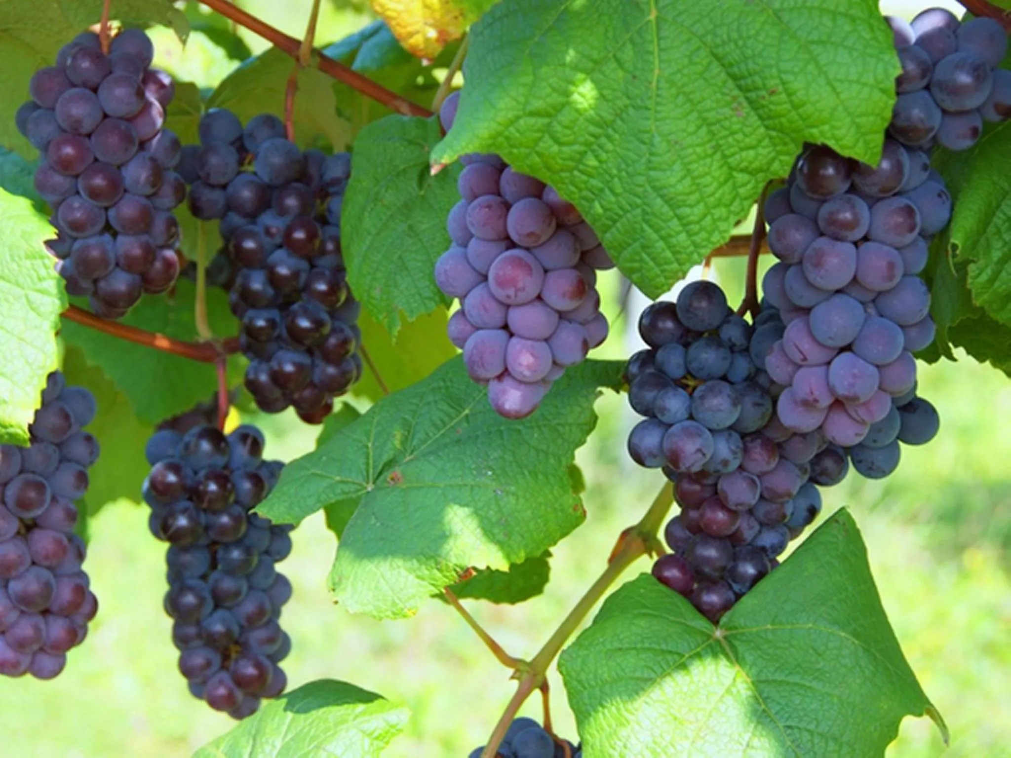 Natural landscape in Hotel Nakamuraya