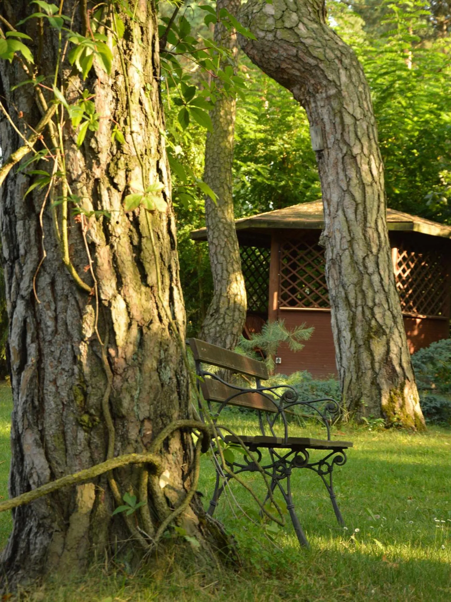 Garden in Leśny Dworek