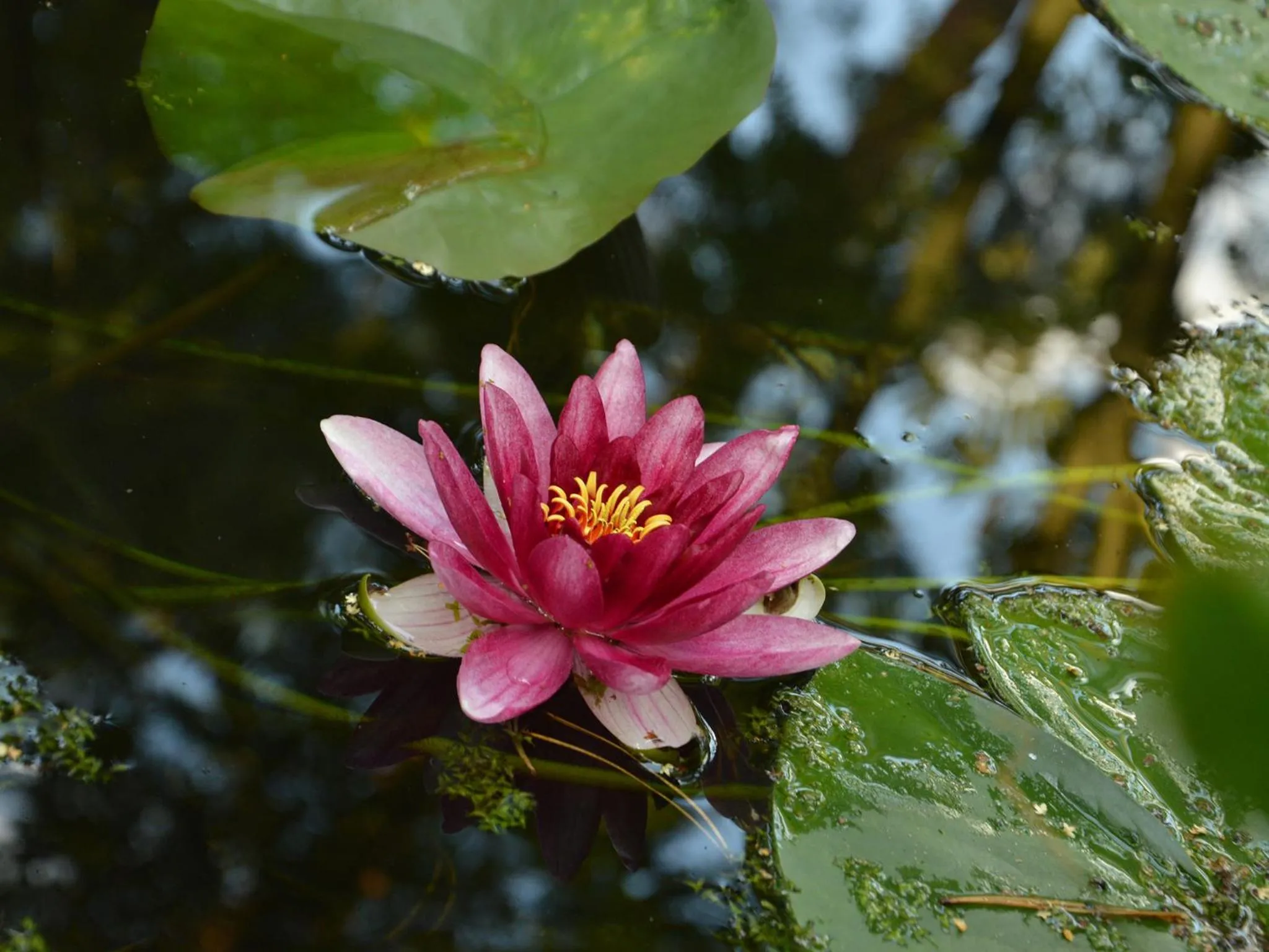 Garden in Leśny Dworek