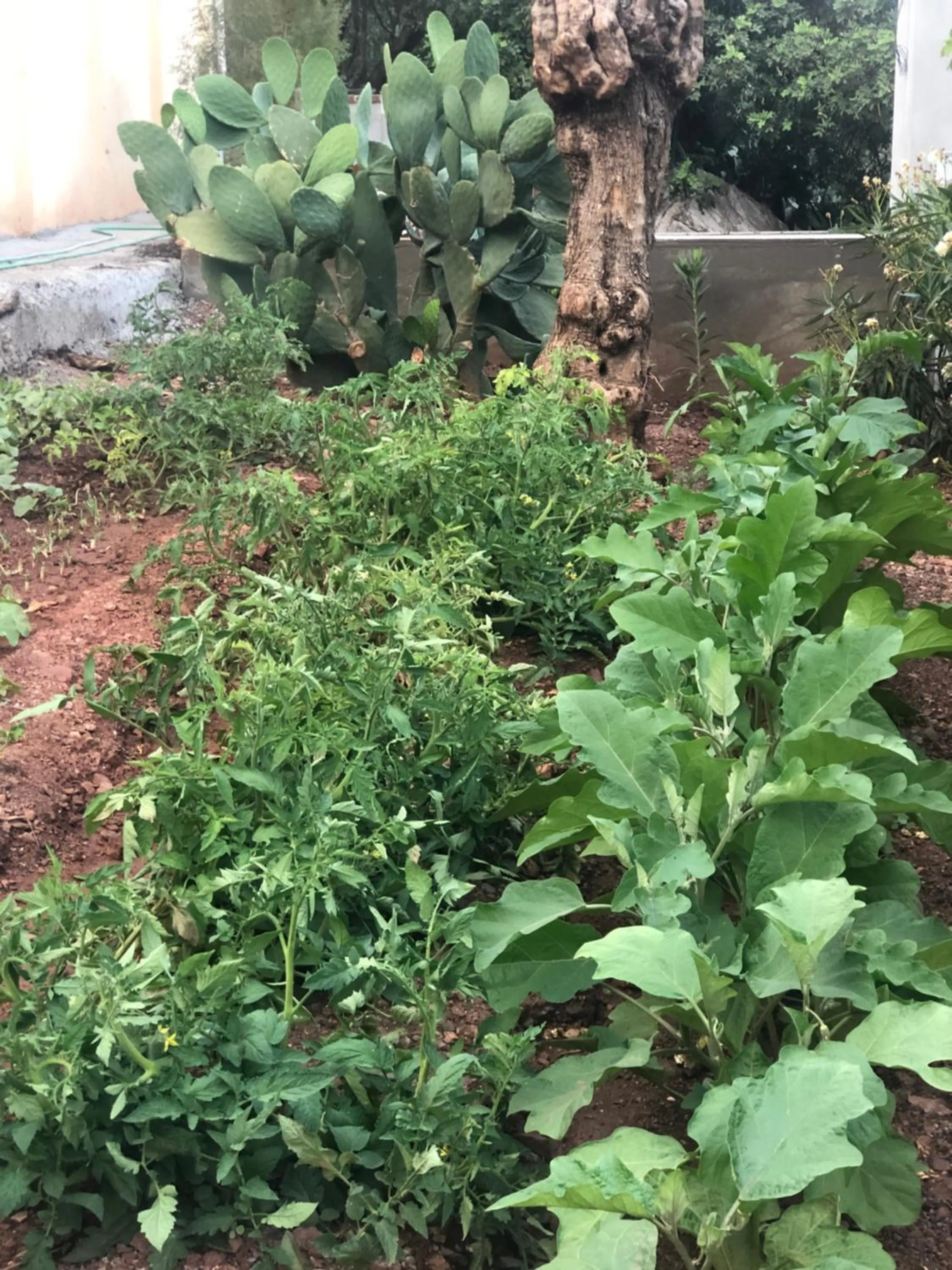 Garden in Dores Residence