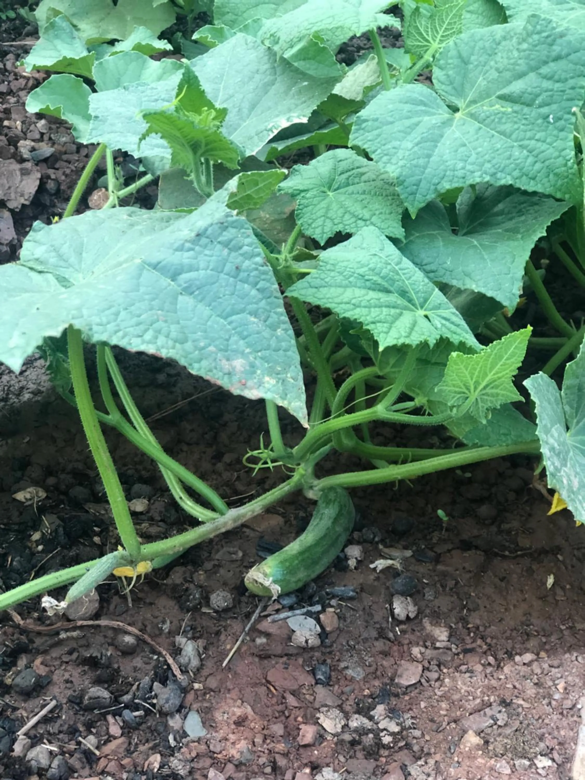 Garden in Dores Residence