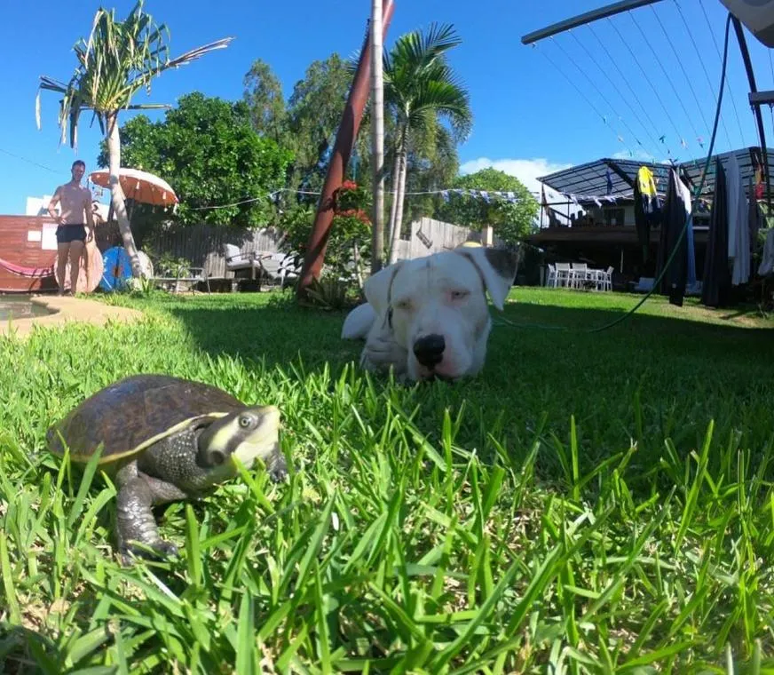Garden in Gladstone Backpackers