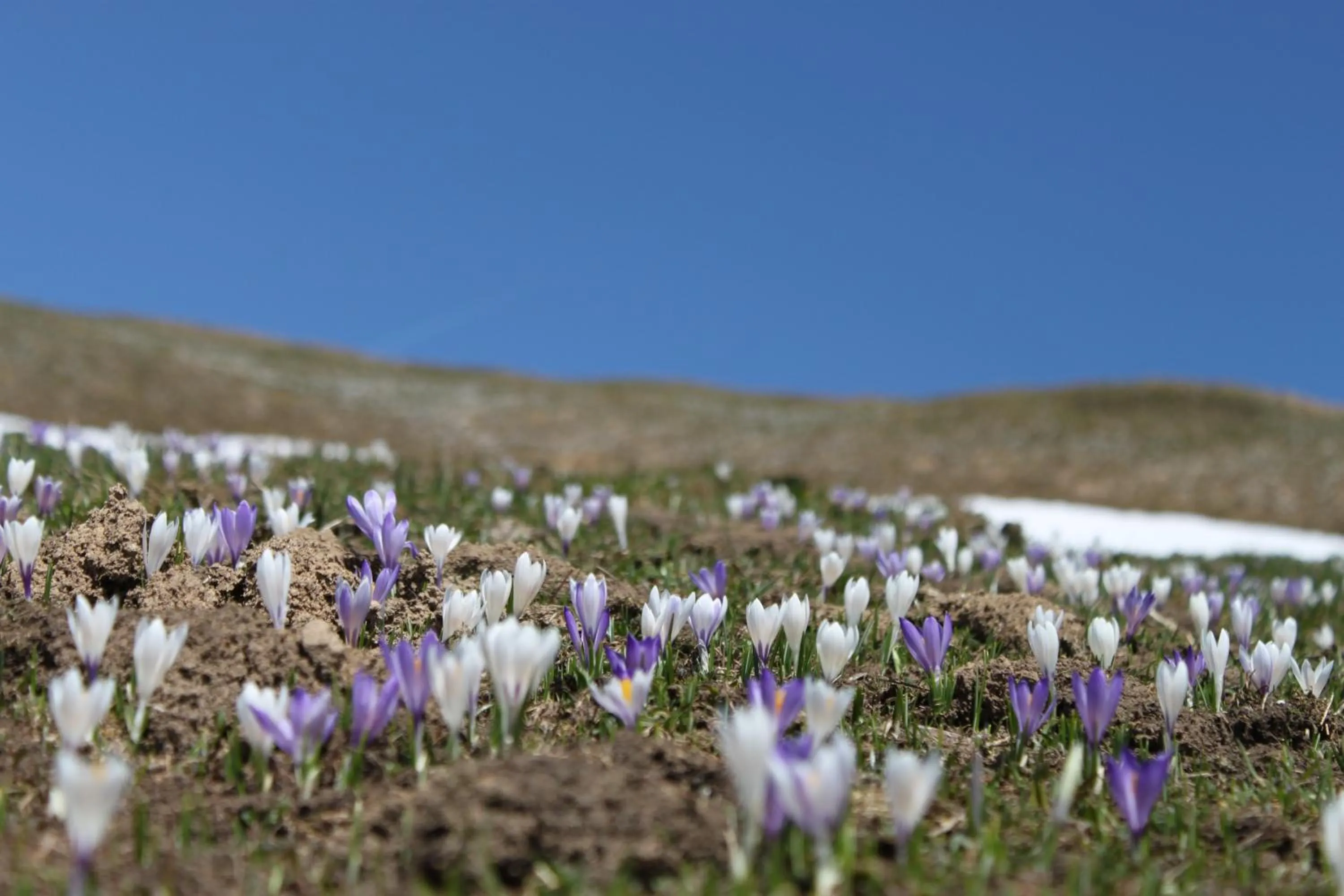 Spring in Pension Laresch